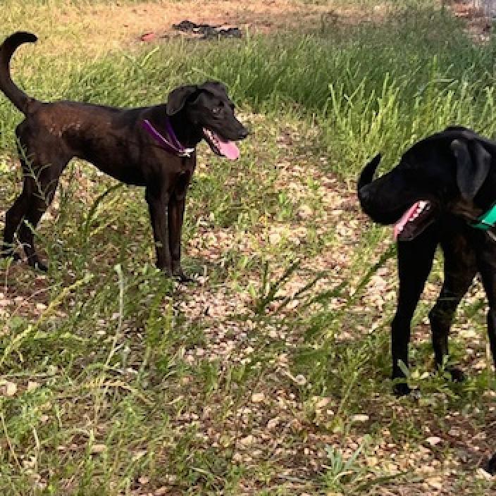 Enlarge Cliff, a Adoptable mixed breed in Guin, AL image 6/6