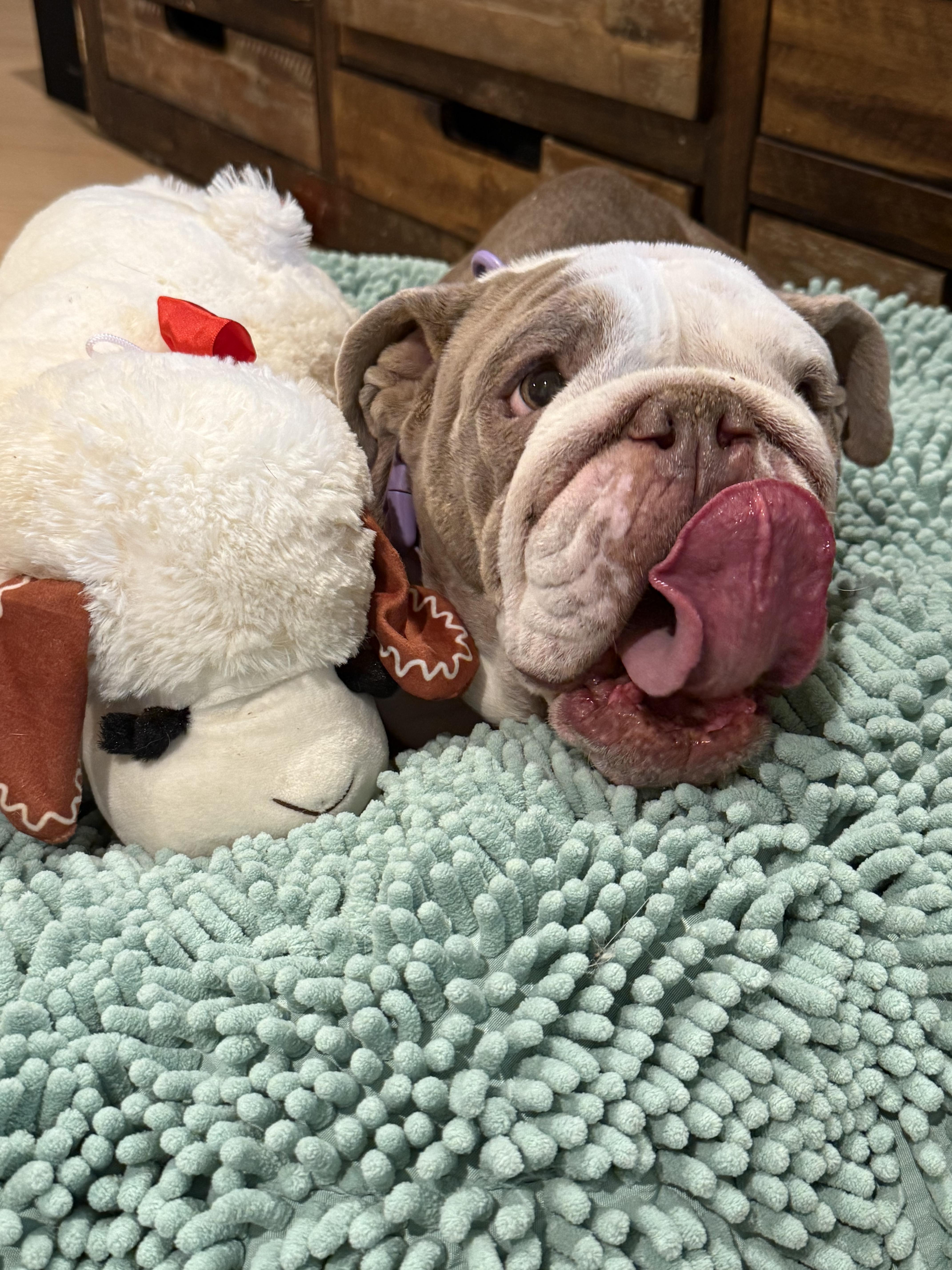 Enlarge Butterscotch, a Adoptable English Bulldog in Mesa, AZ image 1/6