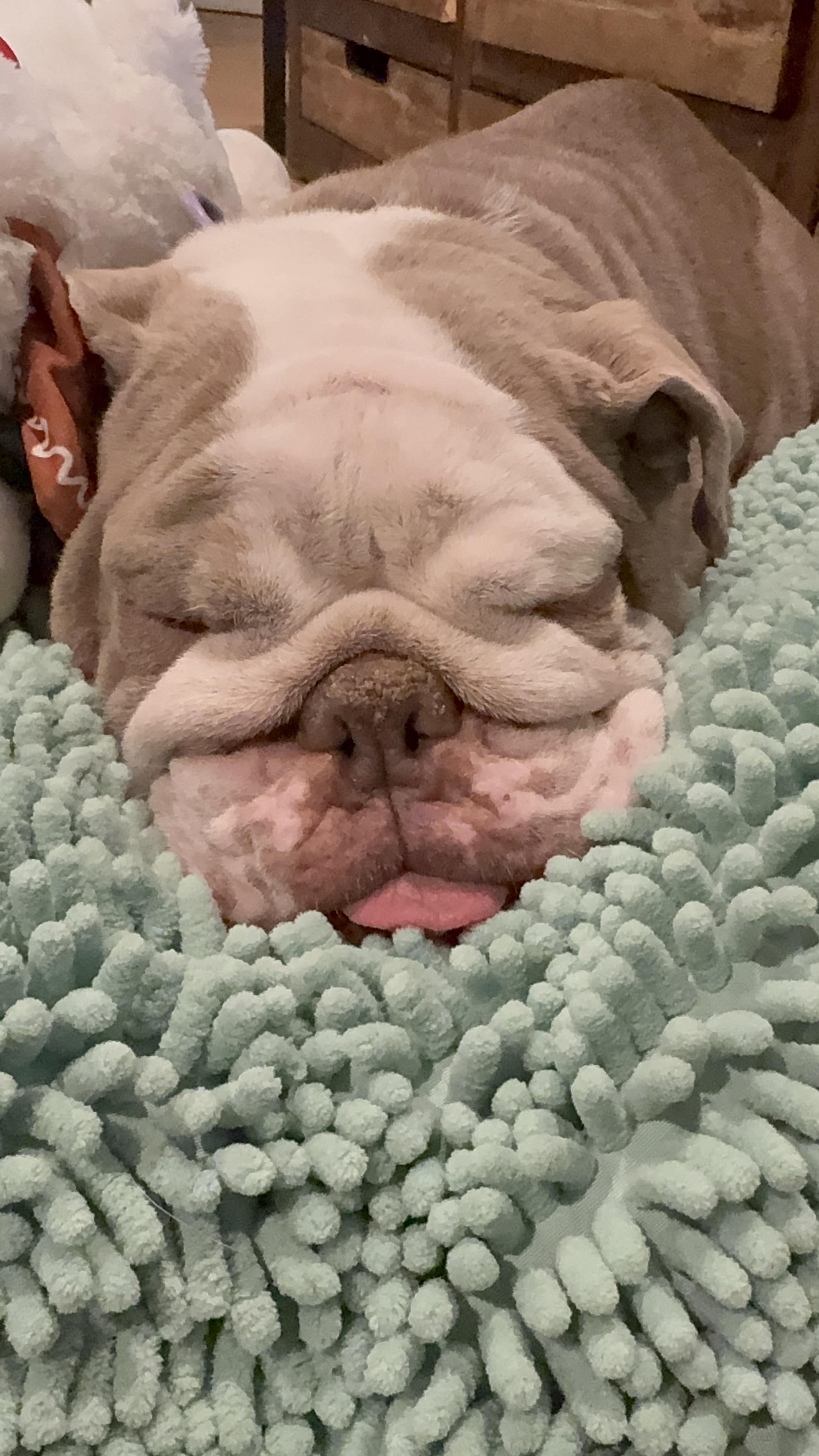 Enlarge Butterscotch, a Adoptable English Bulldog in Mesa, AZ image 2/6