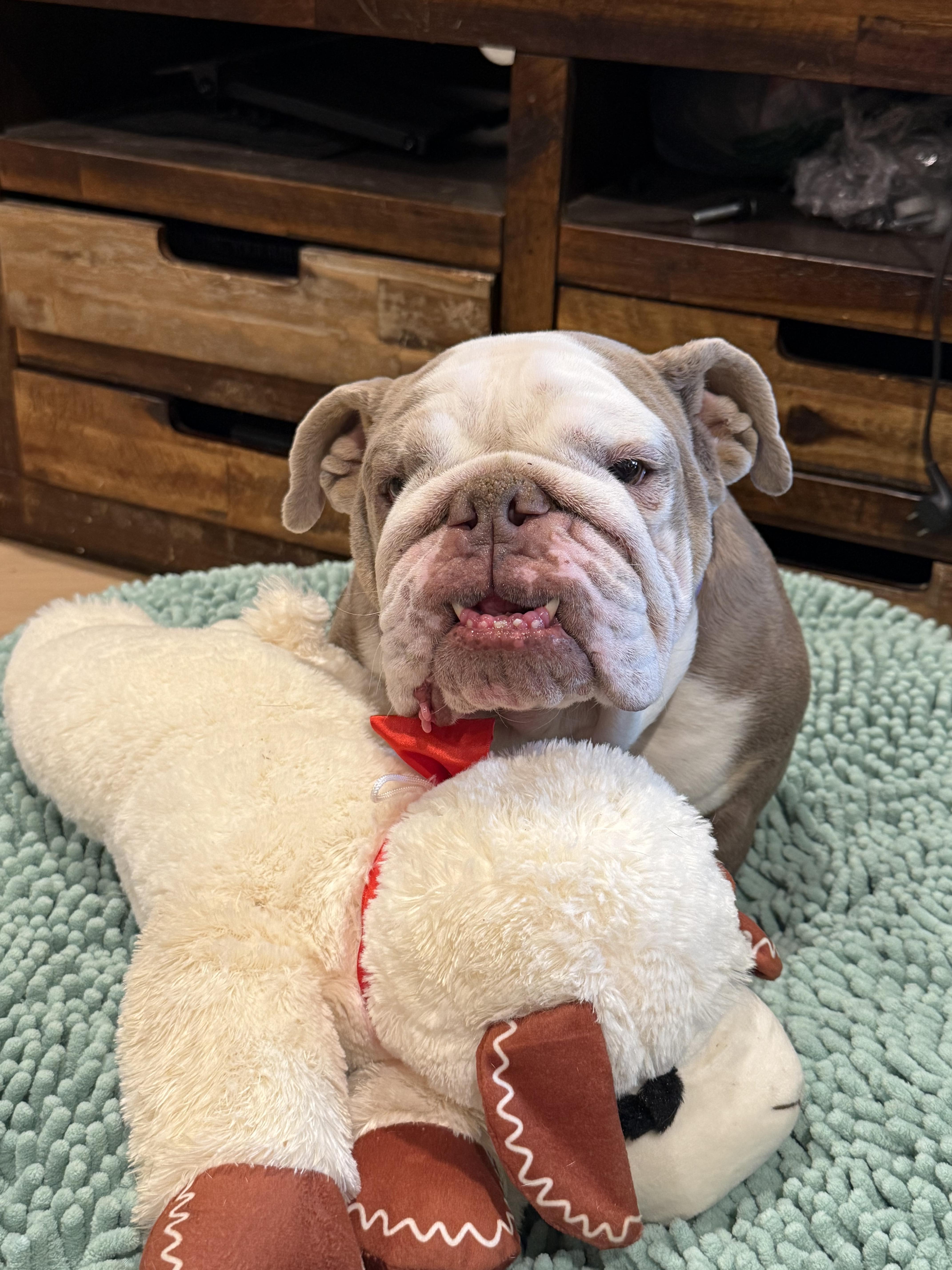 Enlarge Butterscotch, a Adoptable English Bulldog in Mesa, AZ image 3/6