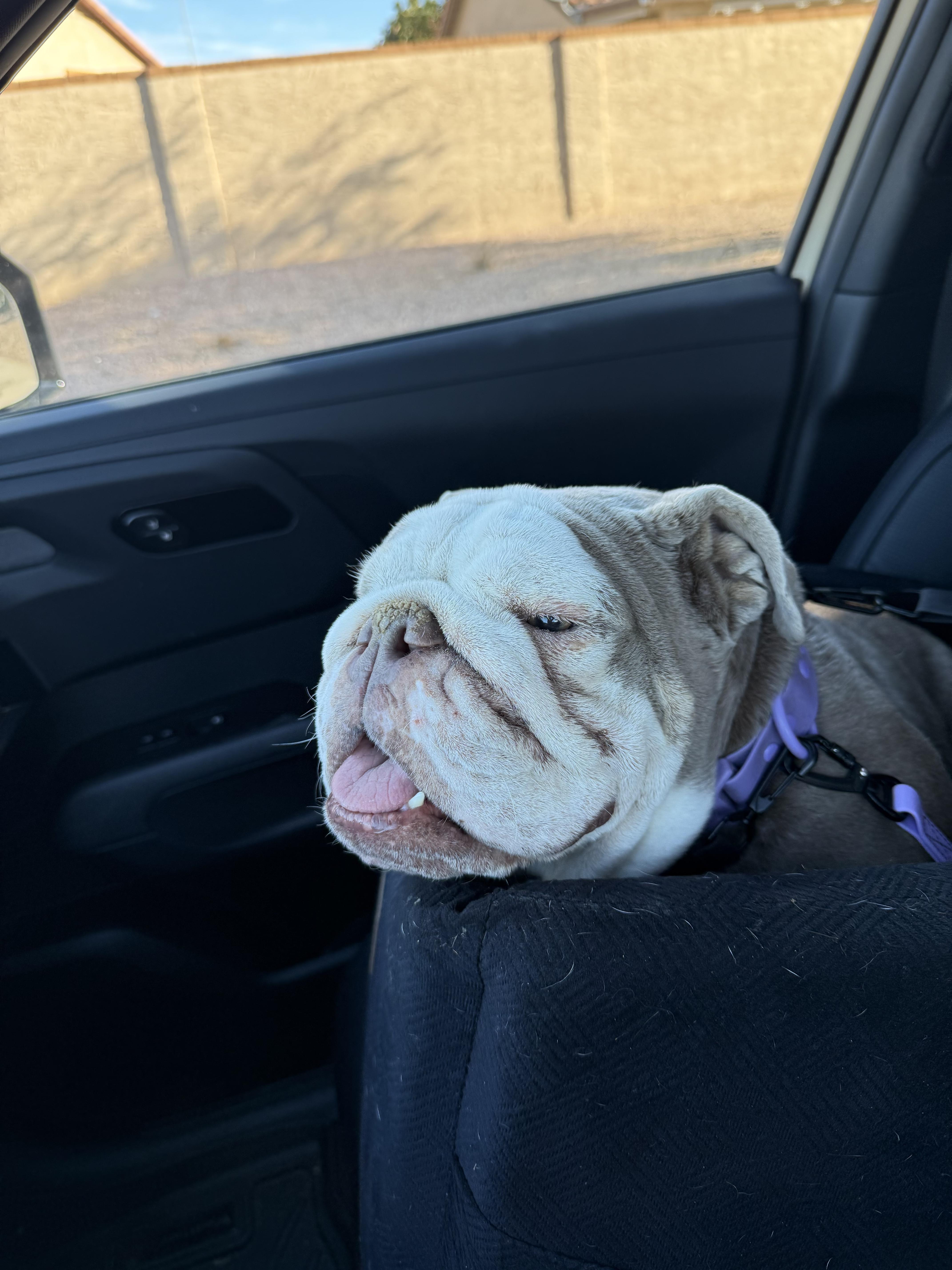 Enlarge Butterscotch, a Adoptable English Bulldog in Mesa, AZ image 4/6