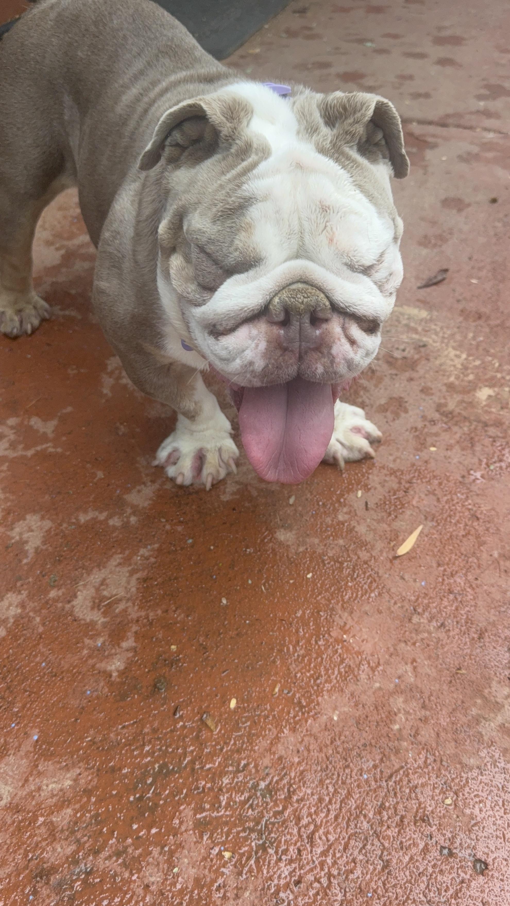 Enlarge Butterscotch, a Adoptable English Bulldog in Mesa, AZ image 5/6