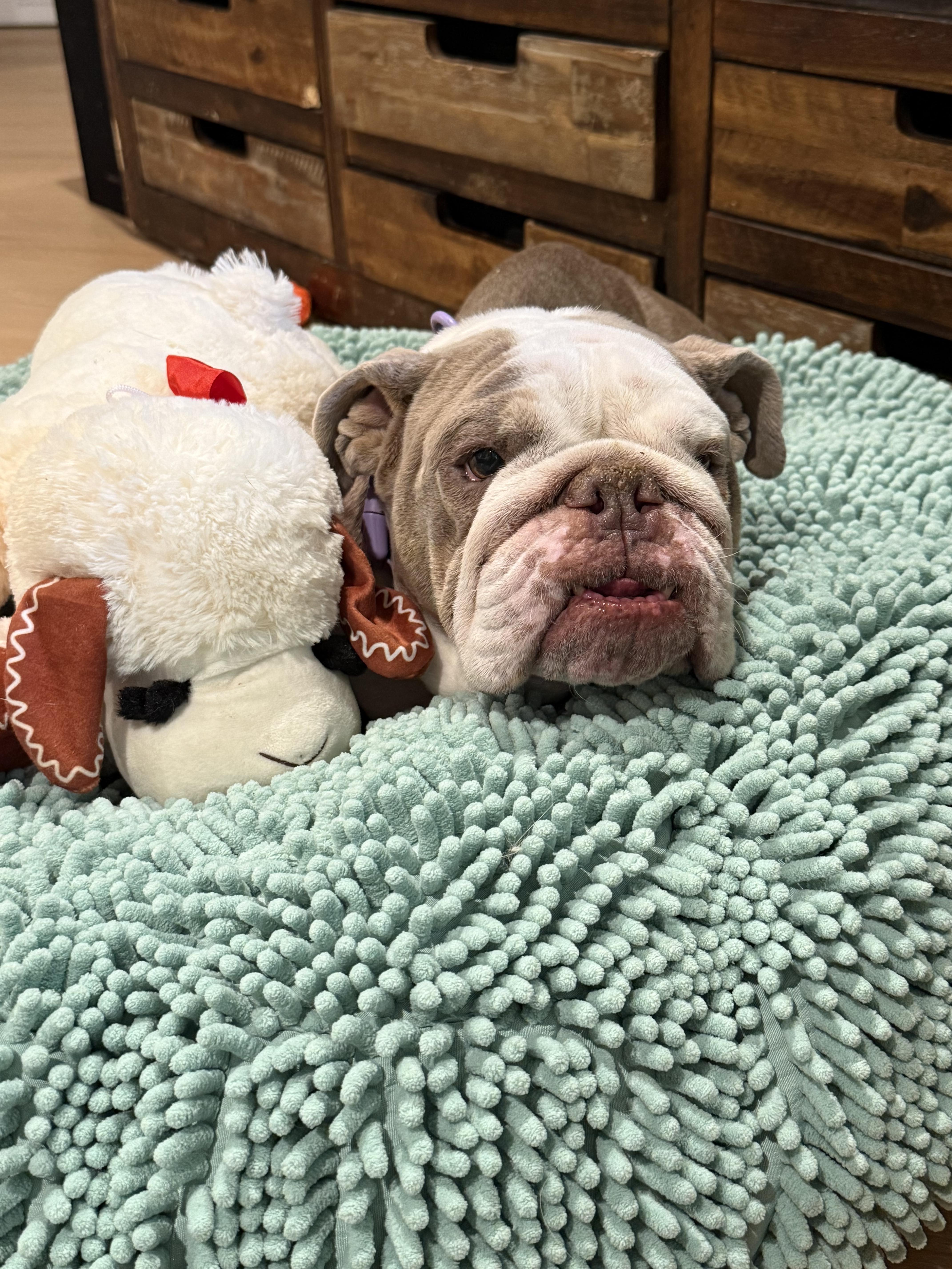 Enlarge Butterscotch, a Adoptable English Bulldog in Mesa, AZ image 6/6