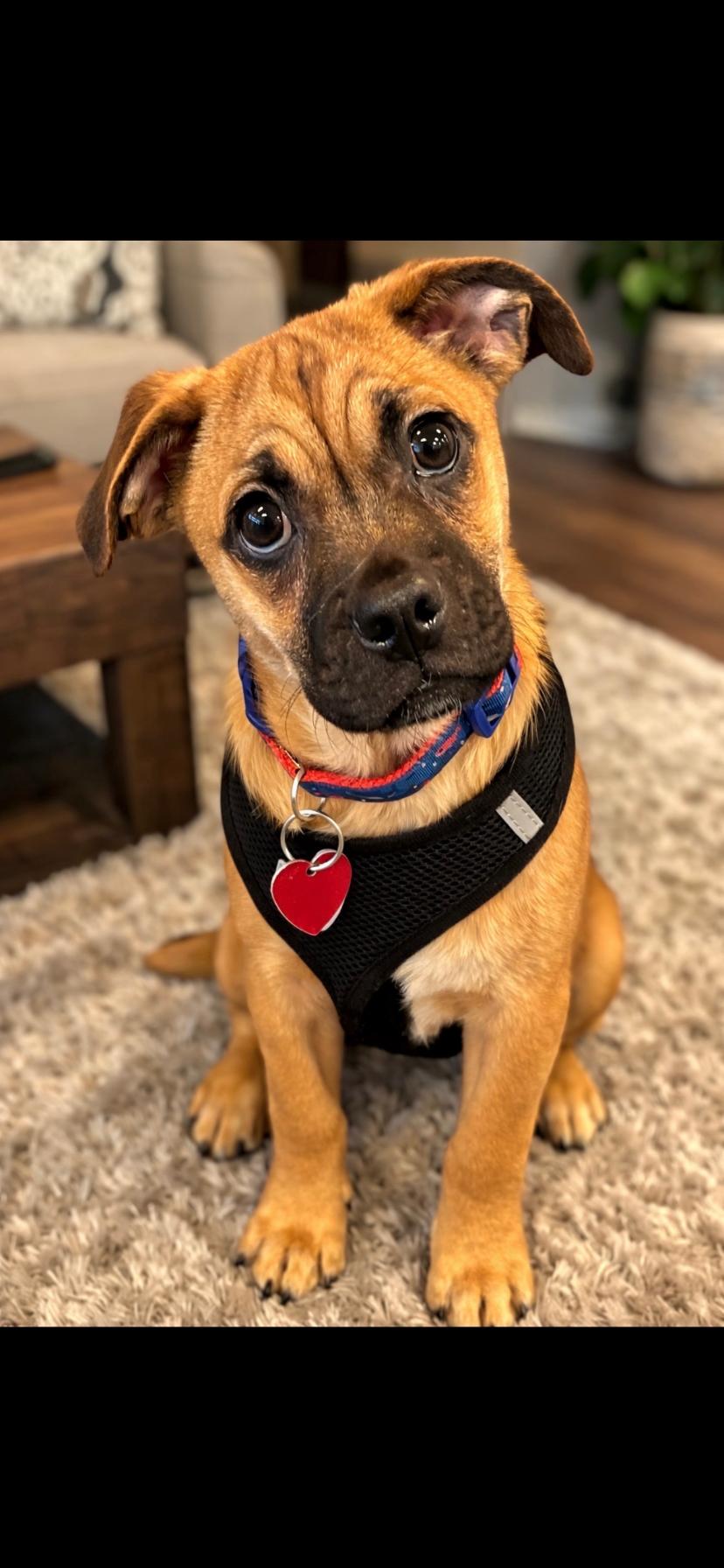 Enlarge Rover, a ADOPTABLE mixed breed in Oceanside, CA image 1/1