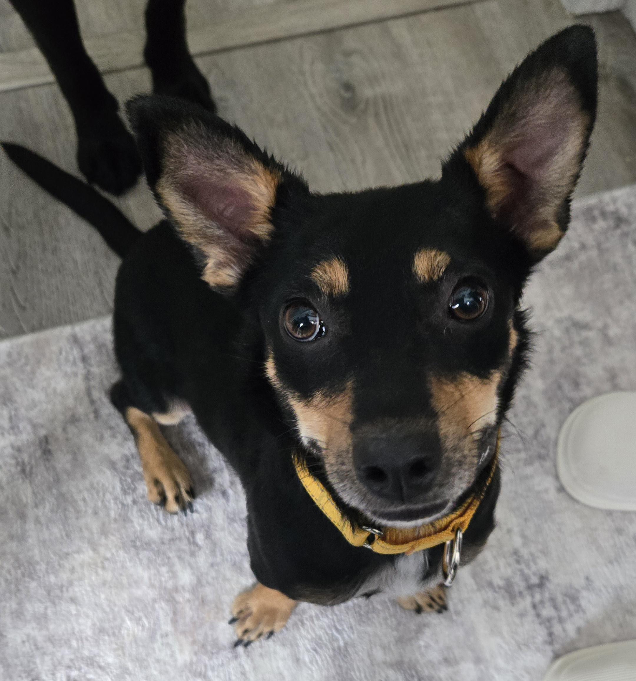 Momma Shyla Shortcake - Local lady