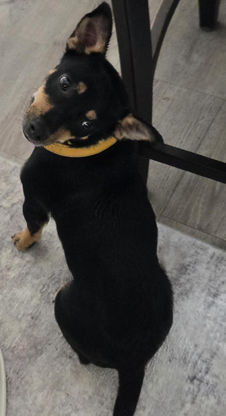 Momma Shyla Shortcake - Local lady — thumbnail 2