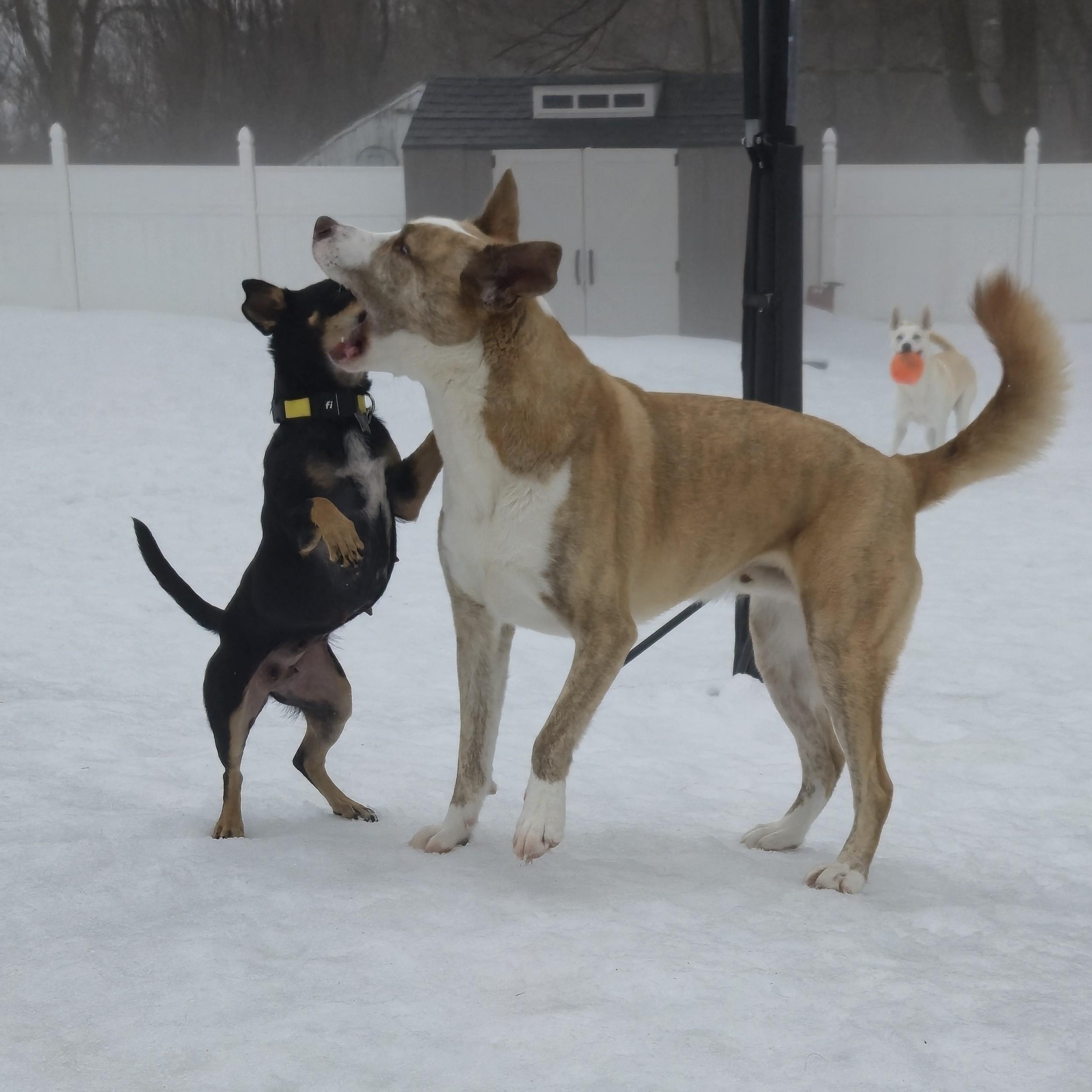 Momma Shyla Shortcake - Local lady — thumbnail 3