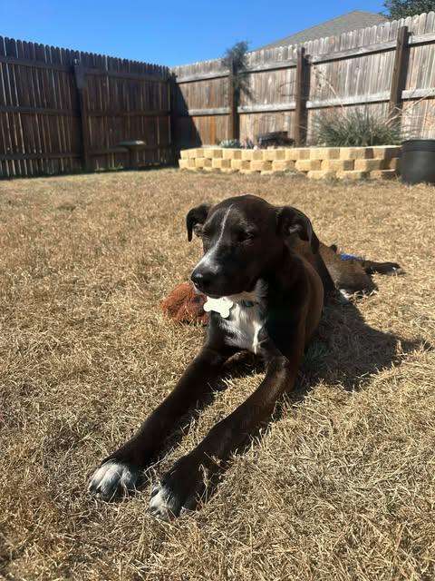 Enlarge Cowboy, a Adoptable mixed breed in Brattleboro, VT image 3/6