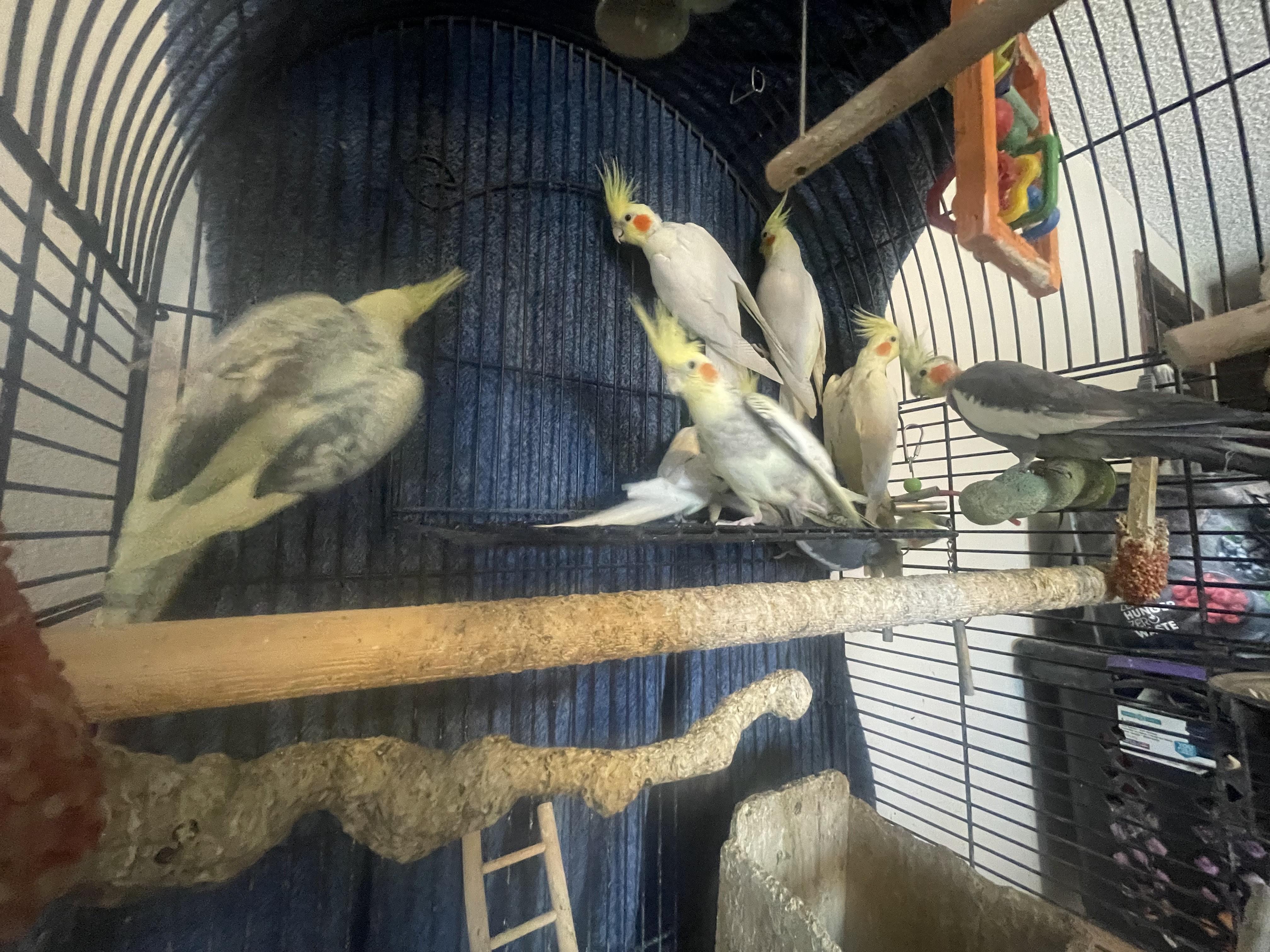 Enlarge Flock of 4 Cockatiels (Anchorage), an adoptable Cockatiel in Anchorage, AK image 1/1