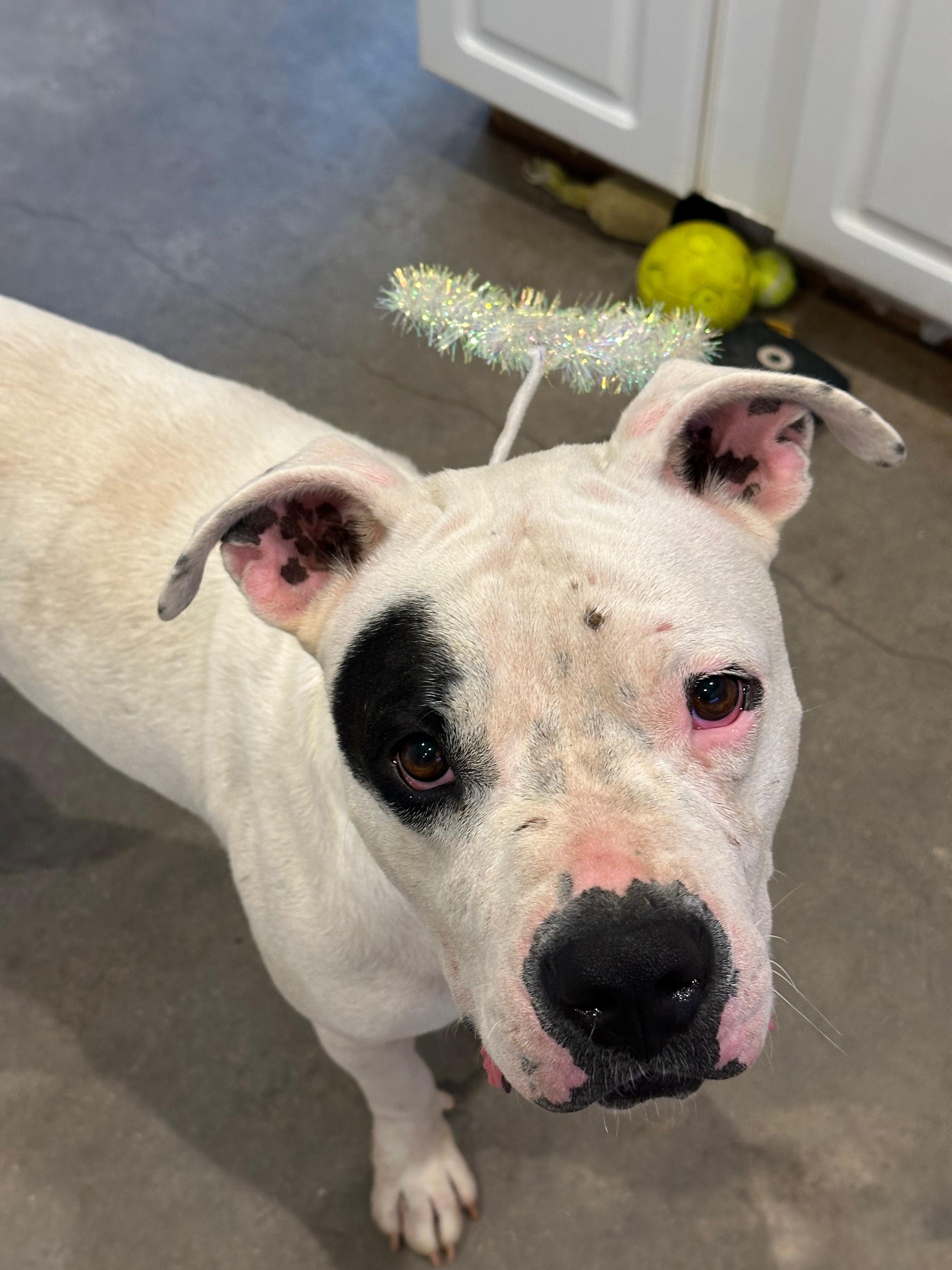 Bernadette, a Adoptable mixed breed in Marble Falls, TX image 1/3