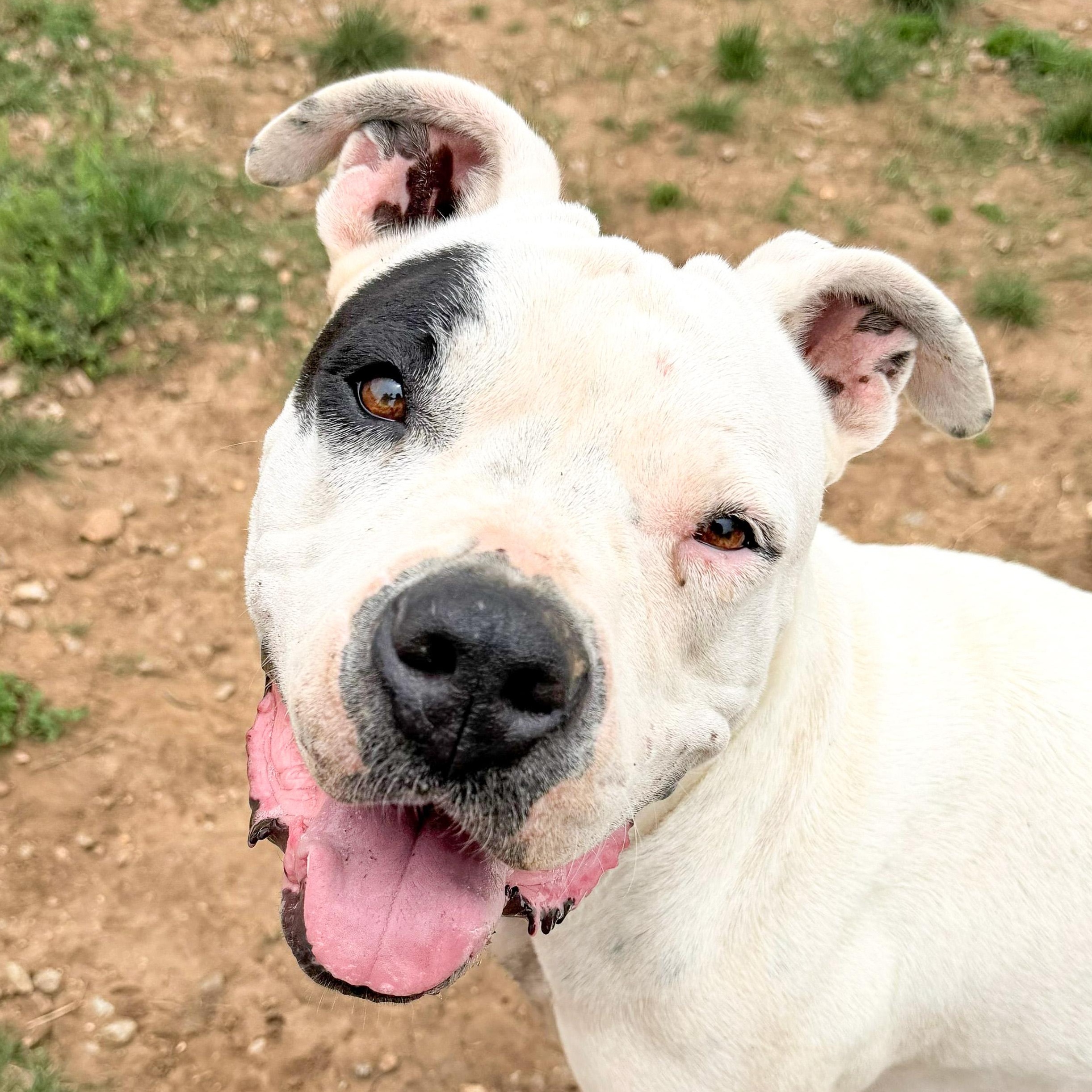 Enlarge Bernadette, a Adoptable Dogo Argentino in Marble Falls, TX image 1/2