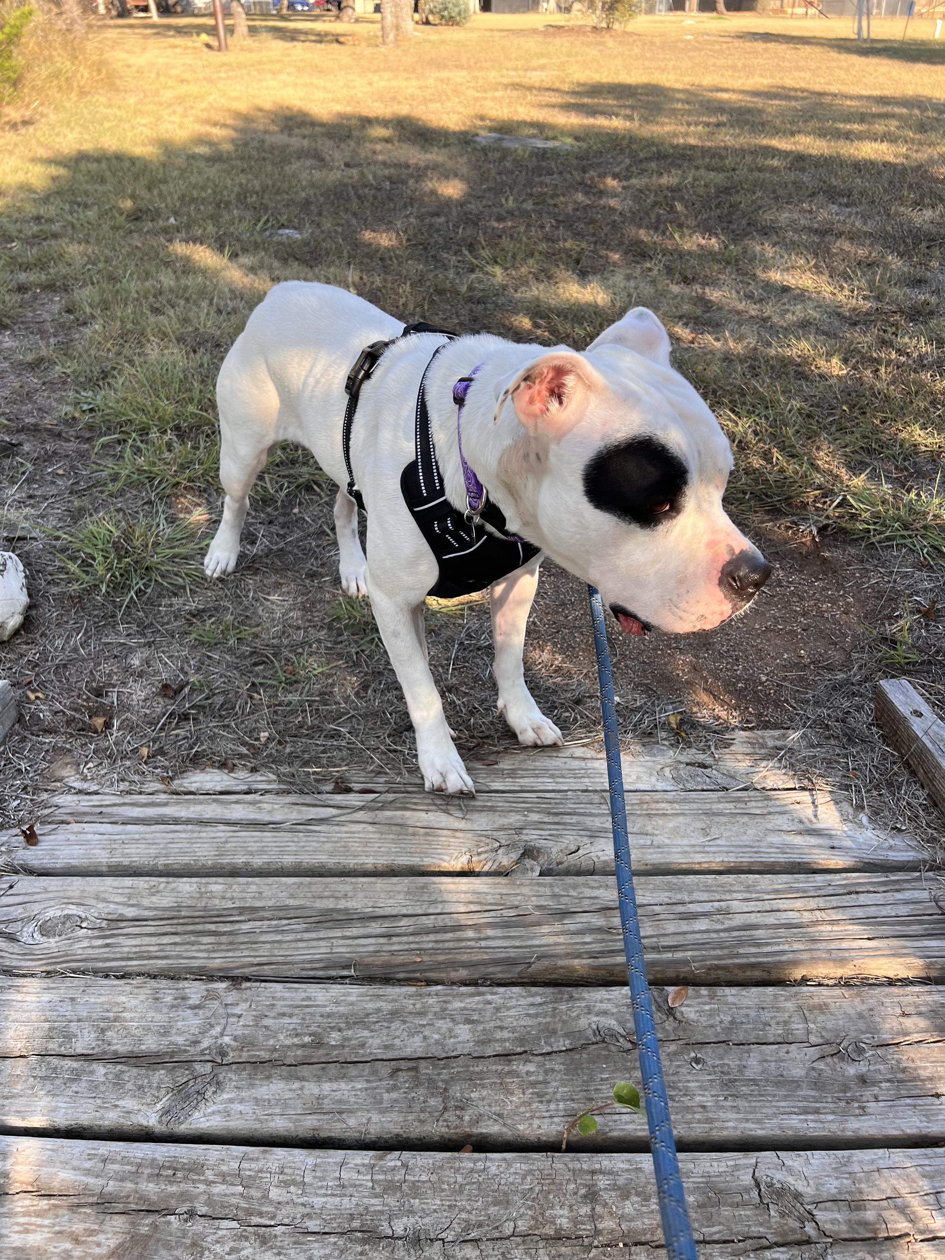 Bernadette, a Adoptable mixed breed in Marble Falls, TX image 2/3