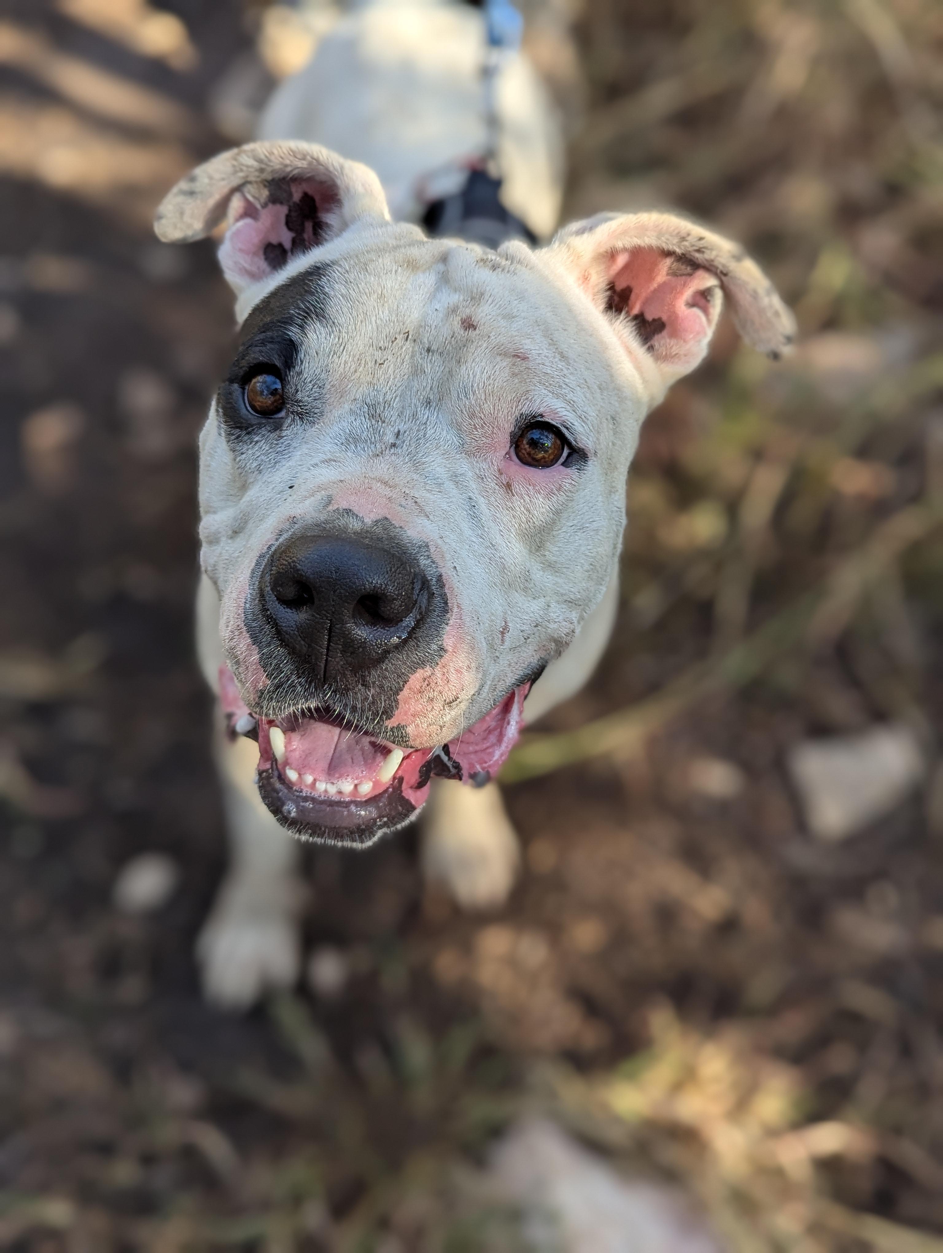 Bernadette, Adoptable, Adult Female American Staffordshire Terrier.