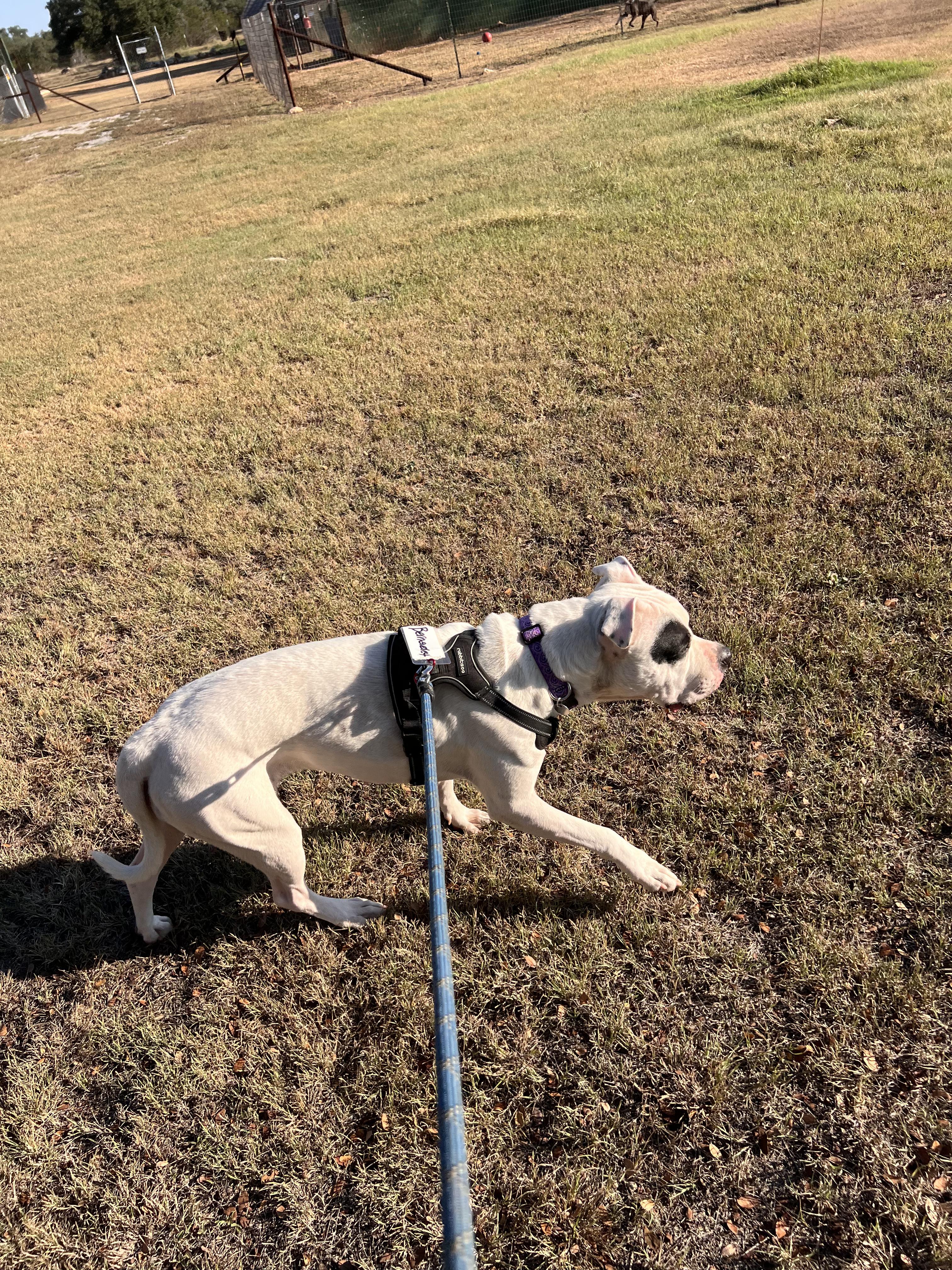Bernadette, a Adoptable mixed breed in Marble Falls, TX image 3/3