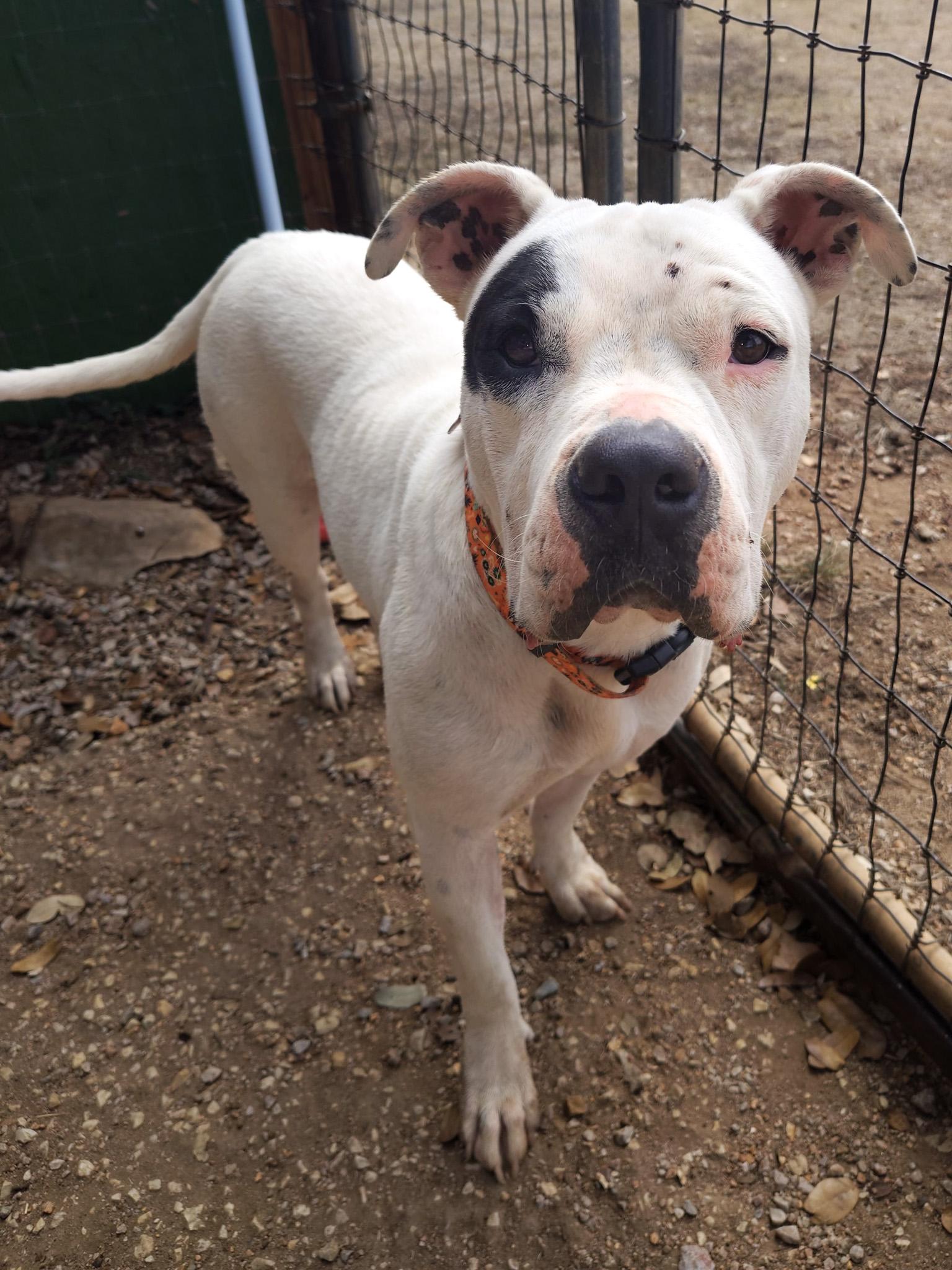Enlarge Bernadette, a Adoptable mixed breed in Marble Falls, TX image 3/4