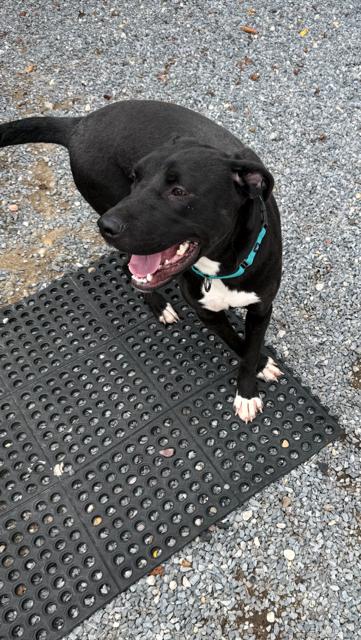 Enlarge Quinn, a Adoptable mixed breed in Manhasset, NY image 3/6