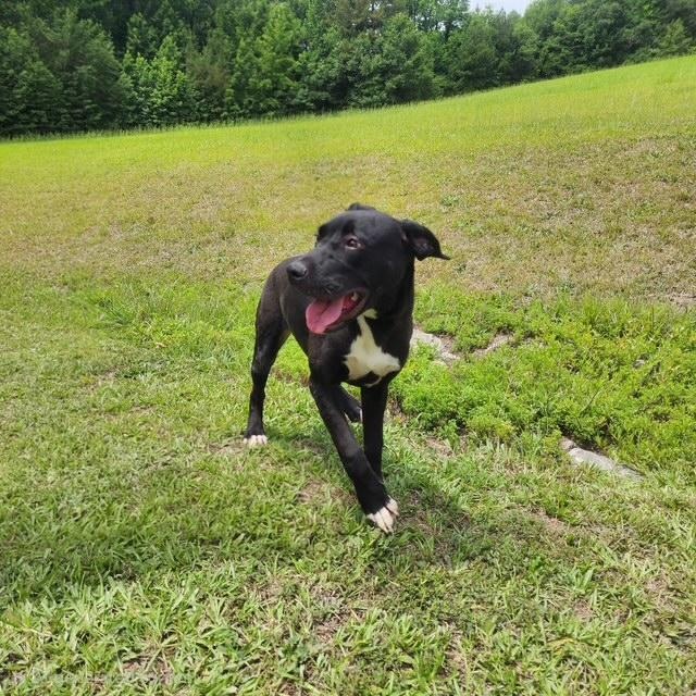 Enlarge Quinn, a Adoptable mixed breed in Manhasset, NY image 1/6