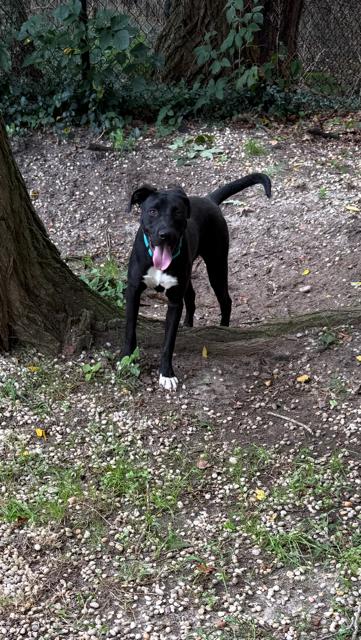 Enlarge Quinn, a Adoptable mixed breed in Manhasset, NY image 5/6