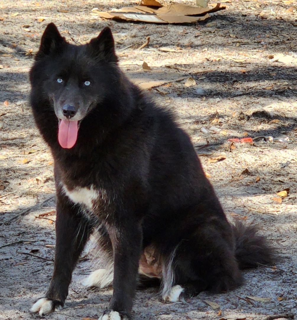 Enlarge Kira, a Adoptable mixed breed in Lake Helen, FL image 1/4
