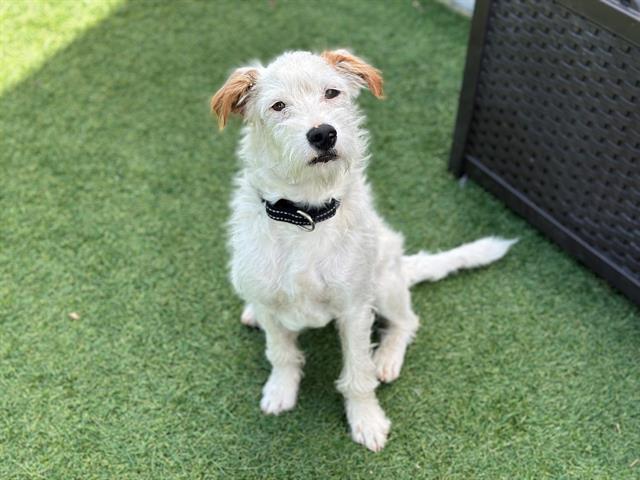 YETI, Adoptable, Young Male Australian Cattle Dog / Blue Heeler & Poodle.