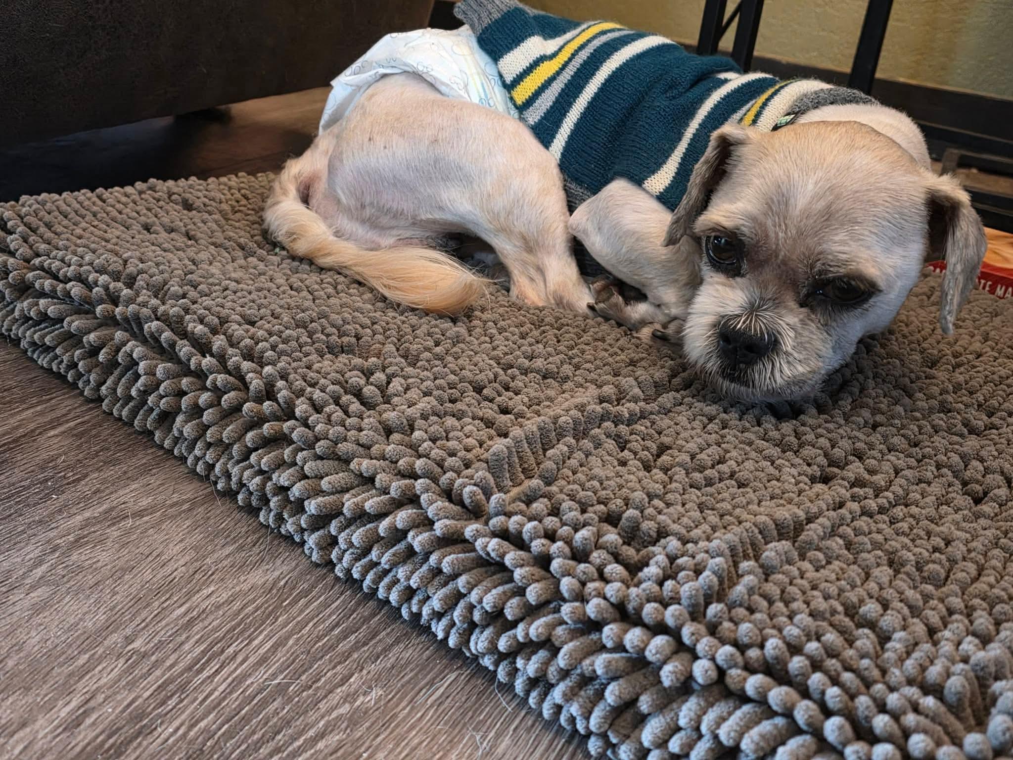 Enlarge Sawyer, a ADOPTABLE mixed breed in Eugene, OR image 4/4