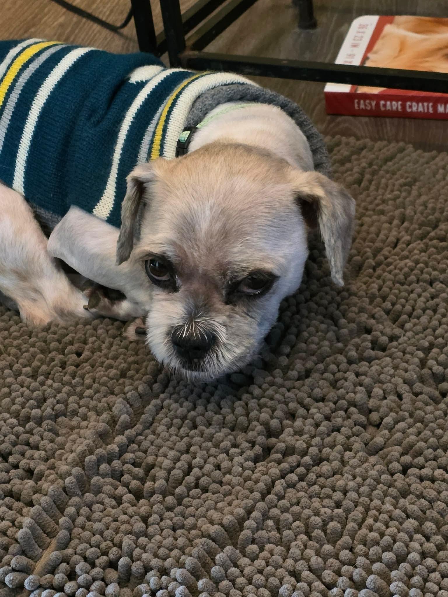 Enlarge Sawyer, a ADOPTABLE mixed breed in Eugene, OR image 1/4