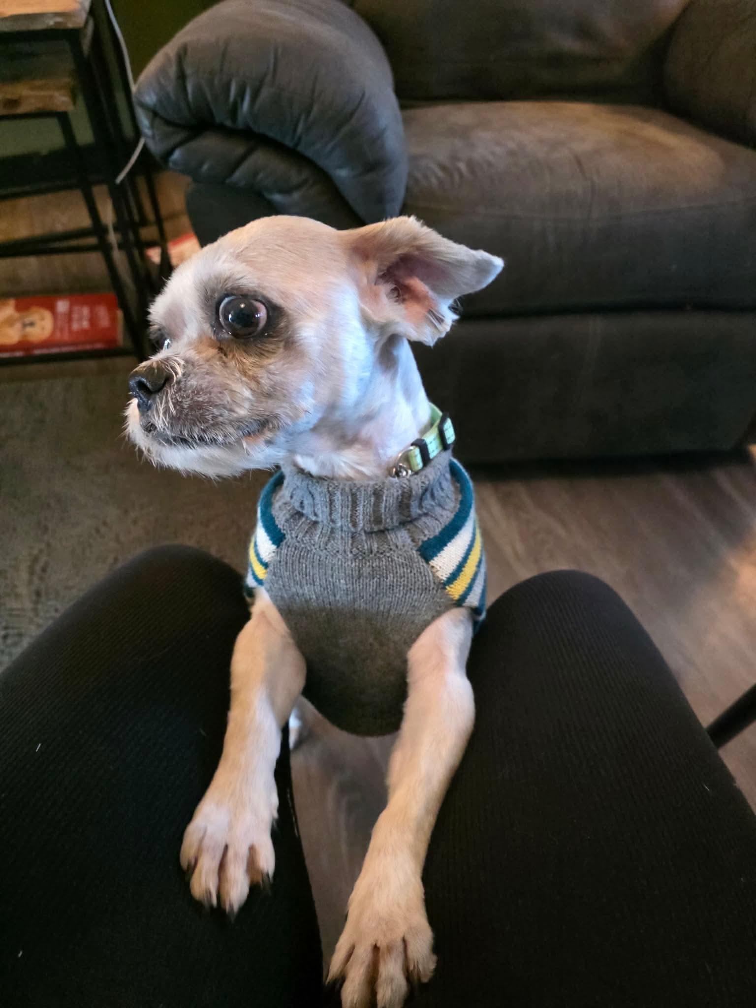 Enlarge Sawyer, a ADOPTABLE mixed breed in Eugene, OR image 2/4