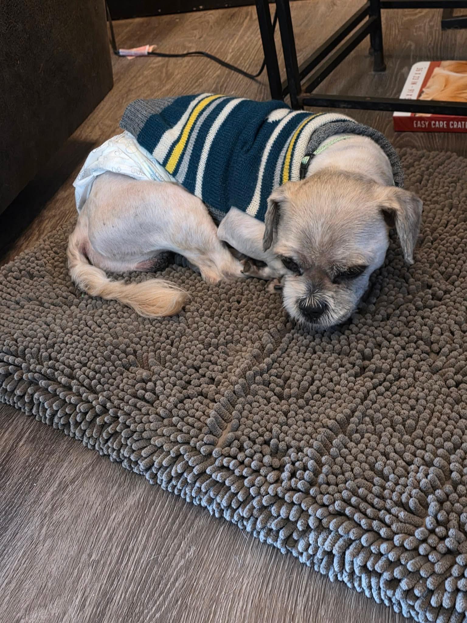 Enlarge Sawyer, a ADOPTABLE mixed breed in Eugene, OR image 3/4