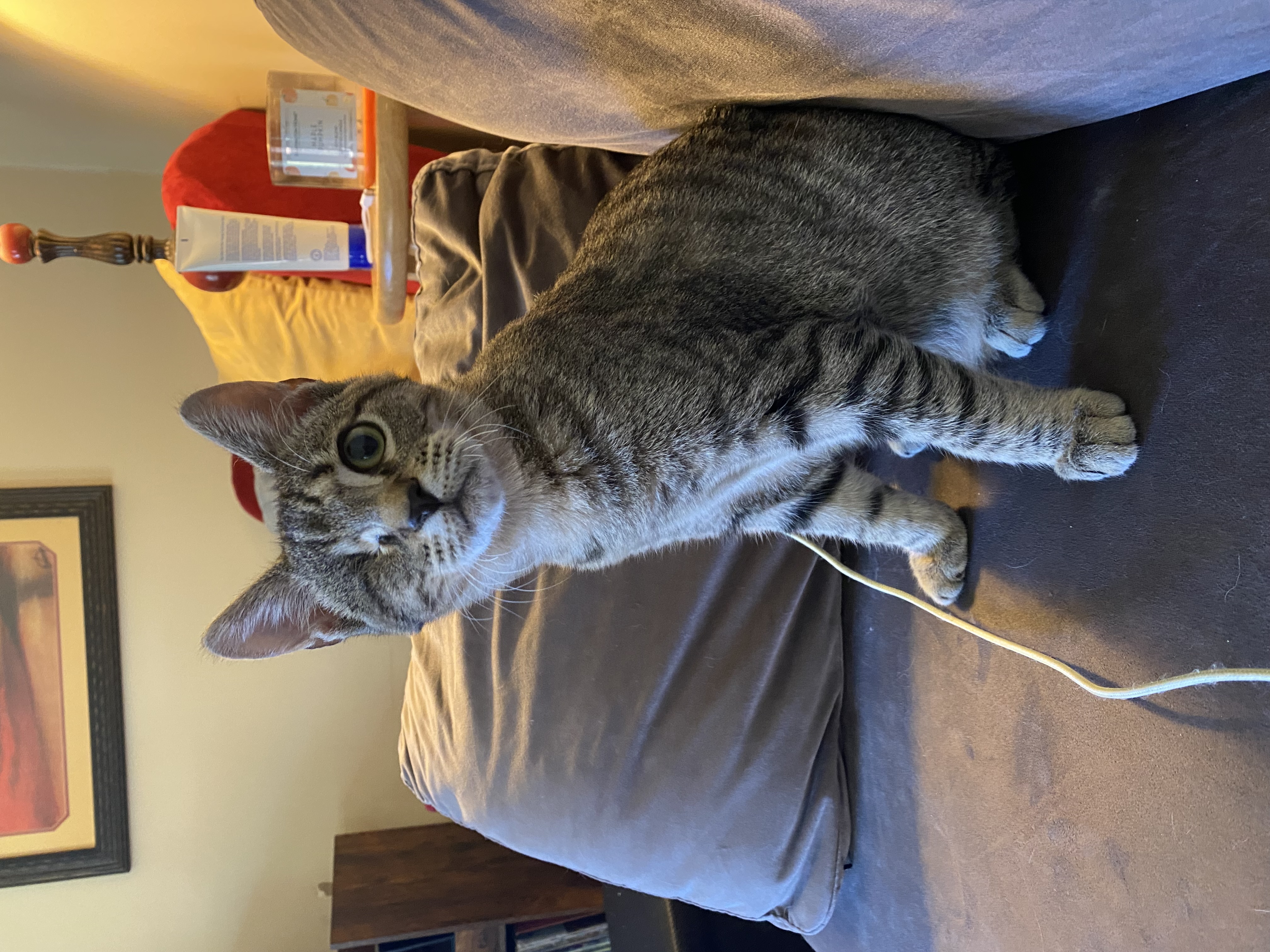 Enlarge Gus (bonded with Nora), an adoptable Domestic Short Hair in Clyde, NC image 1/2