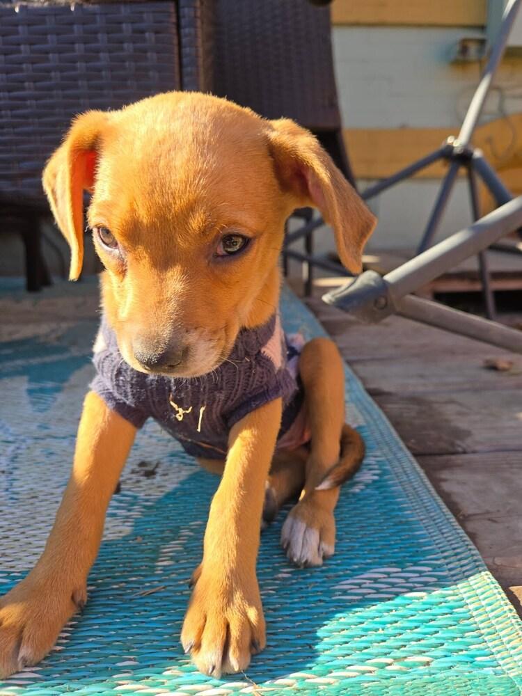 Halo, Adoptable, Puppy Female Labrador Retriever.