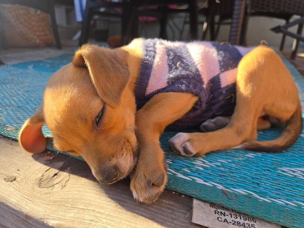 Halo, a Adoptable mixed breed in Sedalia, CO image 2/6