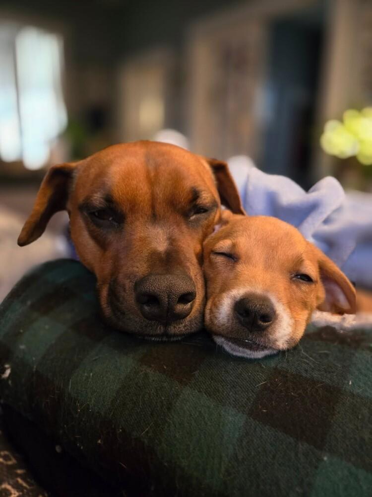 Halo, a Adoptable mixed breed in Sedalia, CO image 4/6