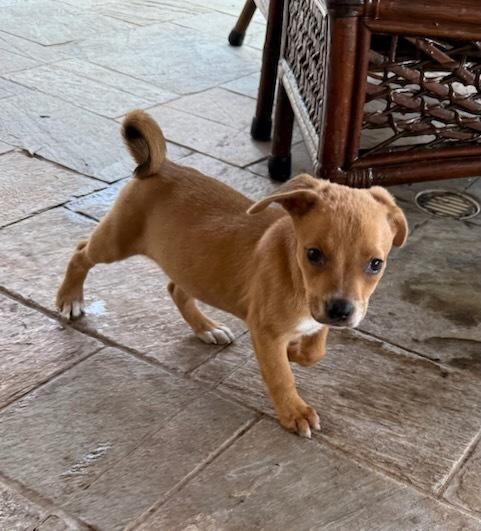 Enlarge Halo, a Adoptable mixed breed in Sedalia, CO image 4/6