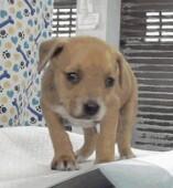 Halo, a Adoptable mixed breed in Sedalia, CO image 5/6