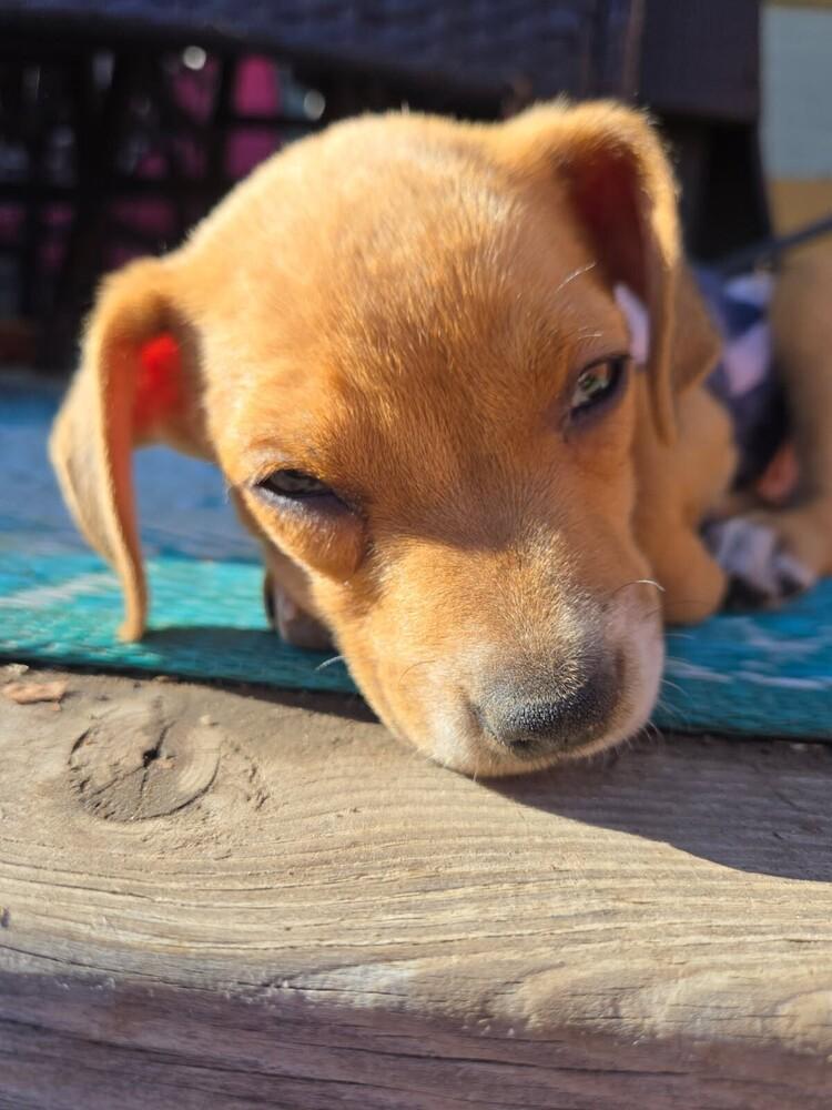 Halo, a Adoptable mixed breed in Sedalia, CO image 6/6