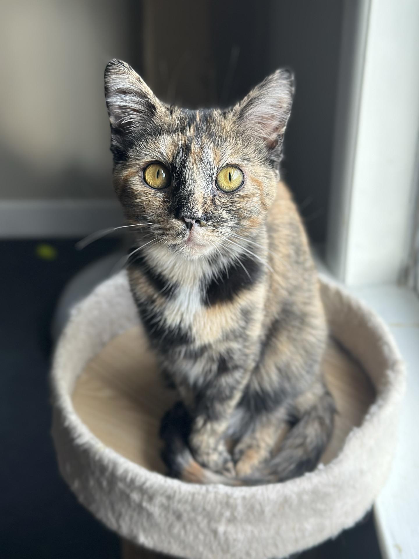 Pothole, ADOPTABLE, Young Female Tortoiseshell.