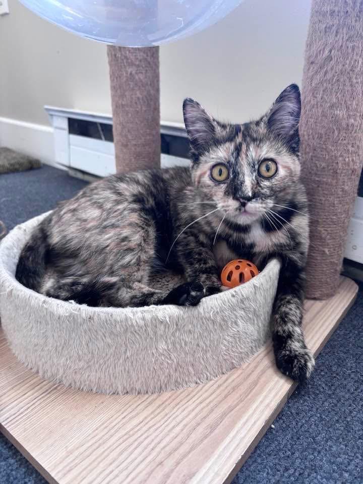 Enlarge Pothole, a ADOPTABLE Tortoiseshell in Greensburg, PA image 6/6