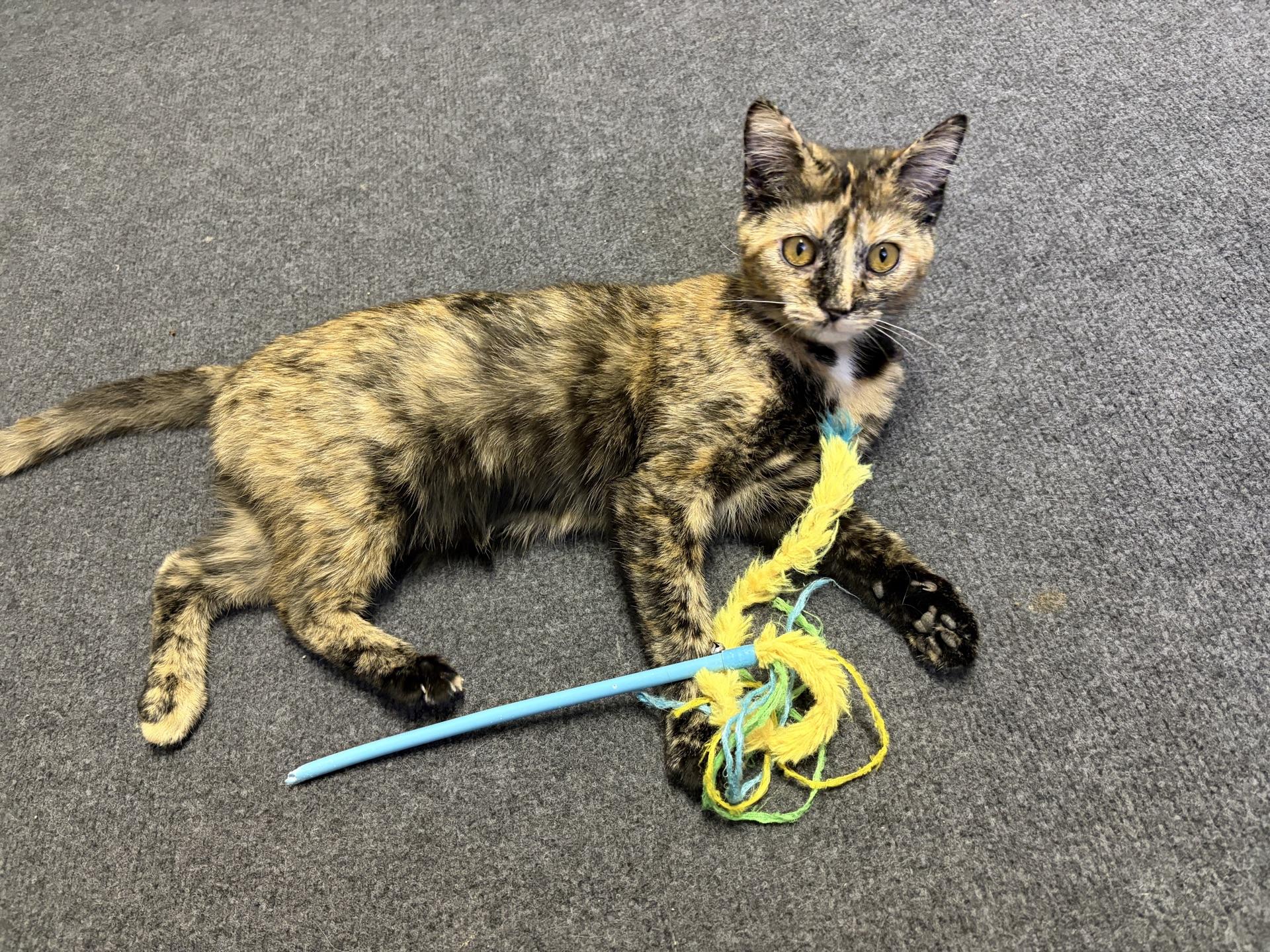 Enlarge Pothole, a ADOPTABLE Tortoiseshell in Greensburg, PA image 3/6