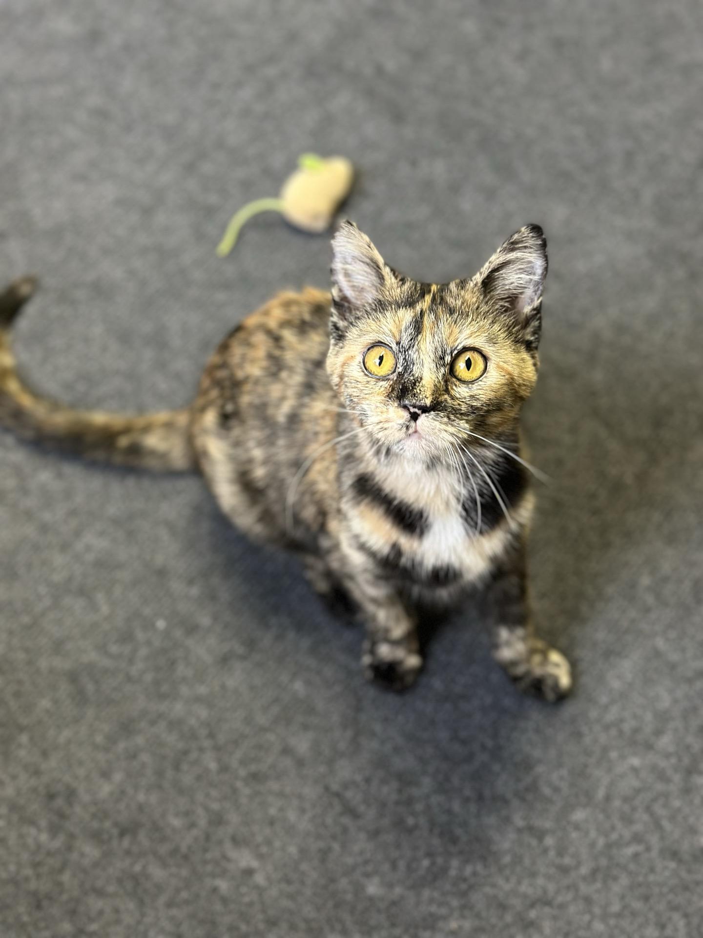 Enlarge Pothole, a ADOPTABLE Tortoiseshell in Greensburg, PA image 4/6