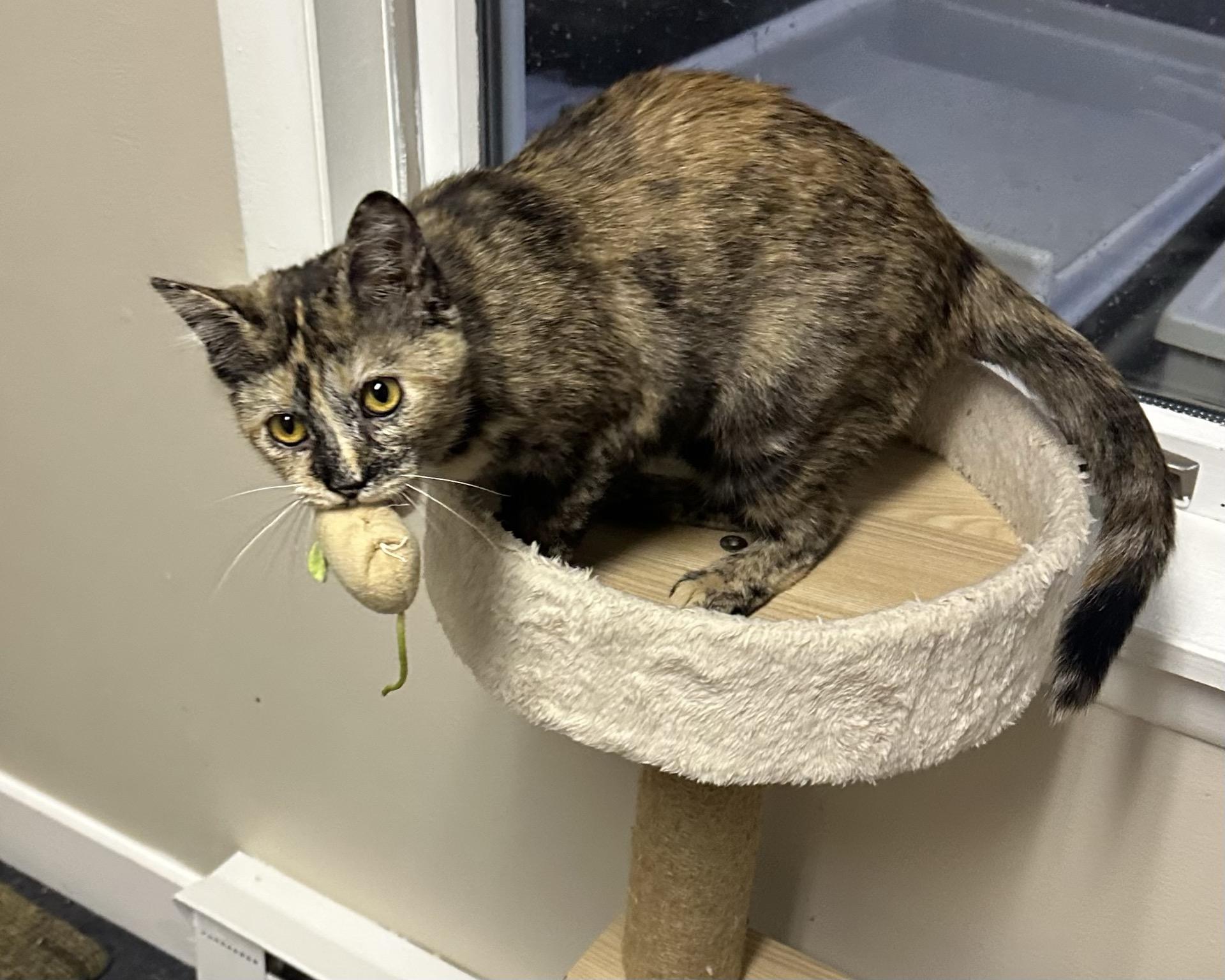 Enlarge Pothole, a ADOPTABLE Tortoiseshell in Greensburg, PA image 5/6