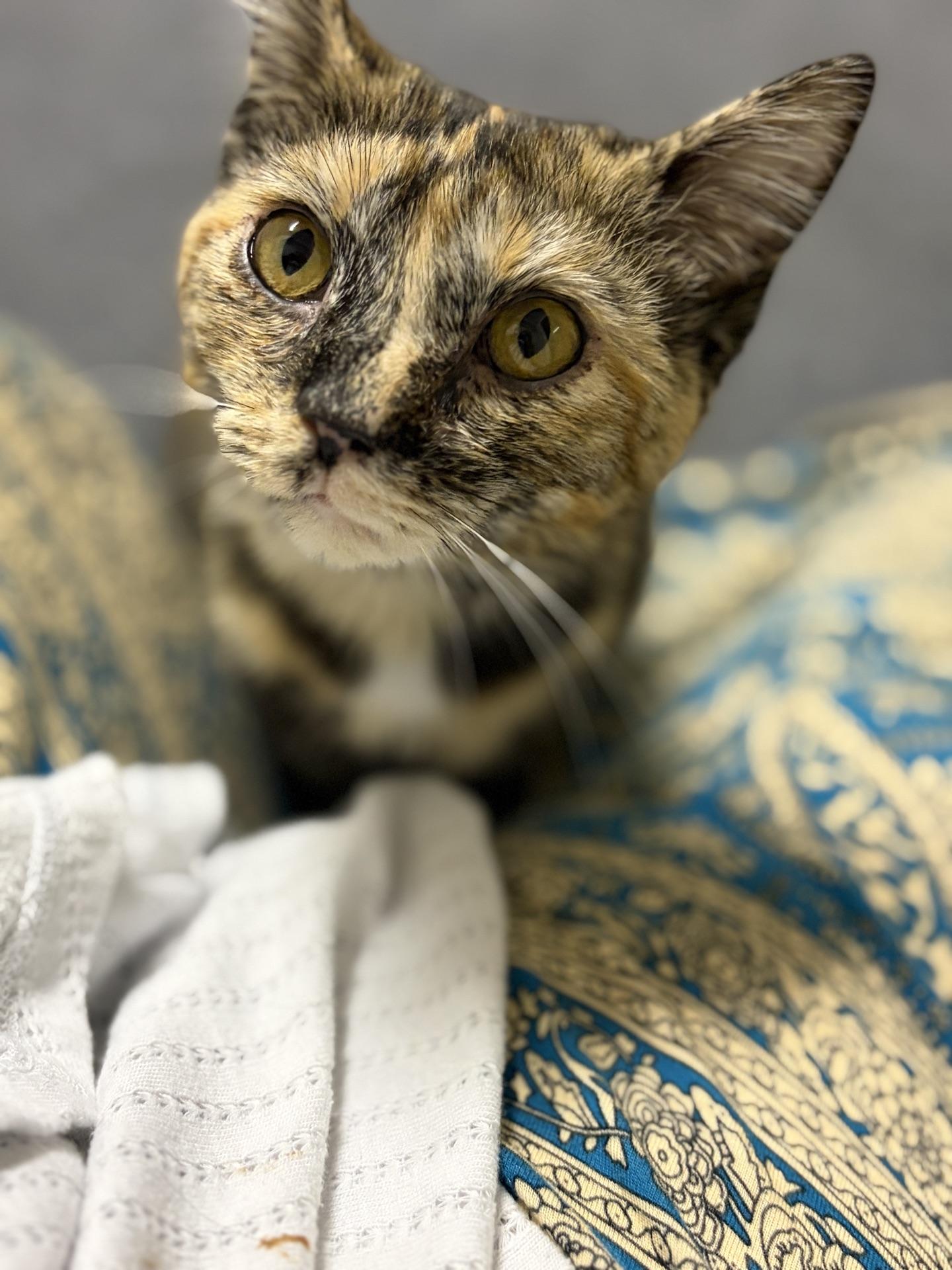 Enlarge Pothole, a ADOPTABLE Tortoiseshell in Greensburg, PA image 2/6