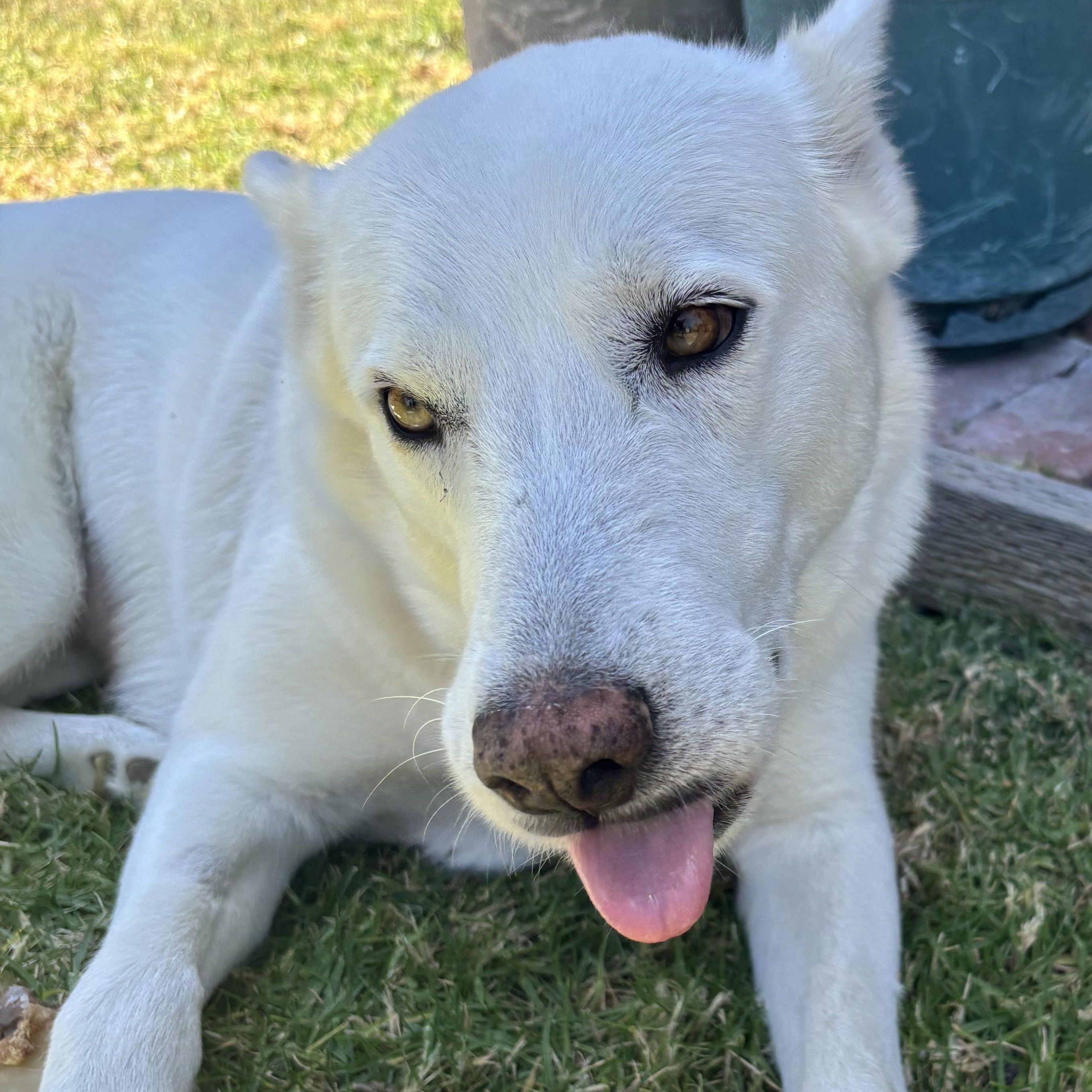 Jasmine, a ADOPTABLE mixed breed in Torrance, CA image 2/4