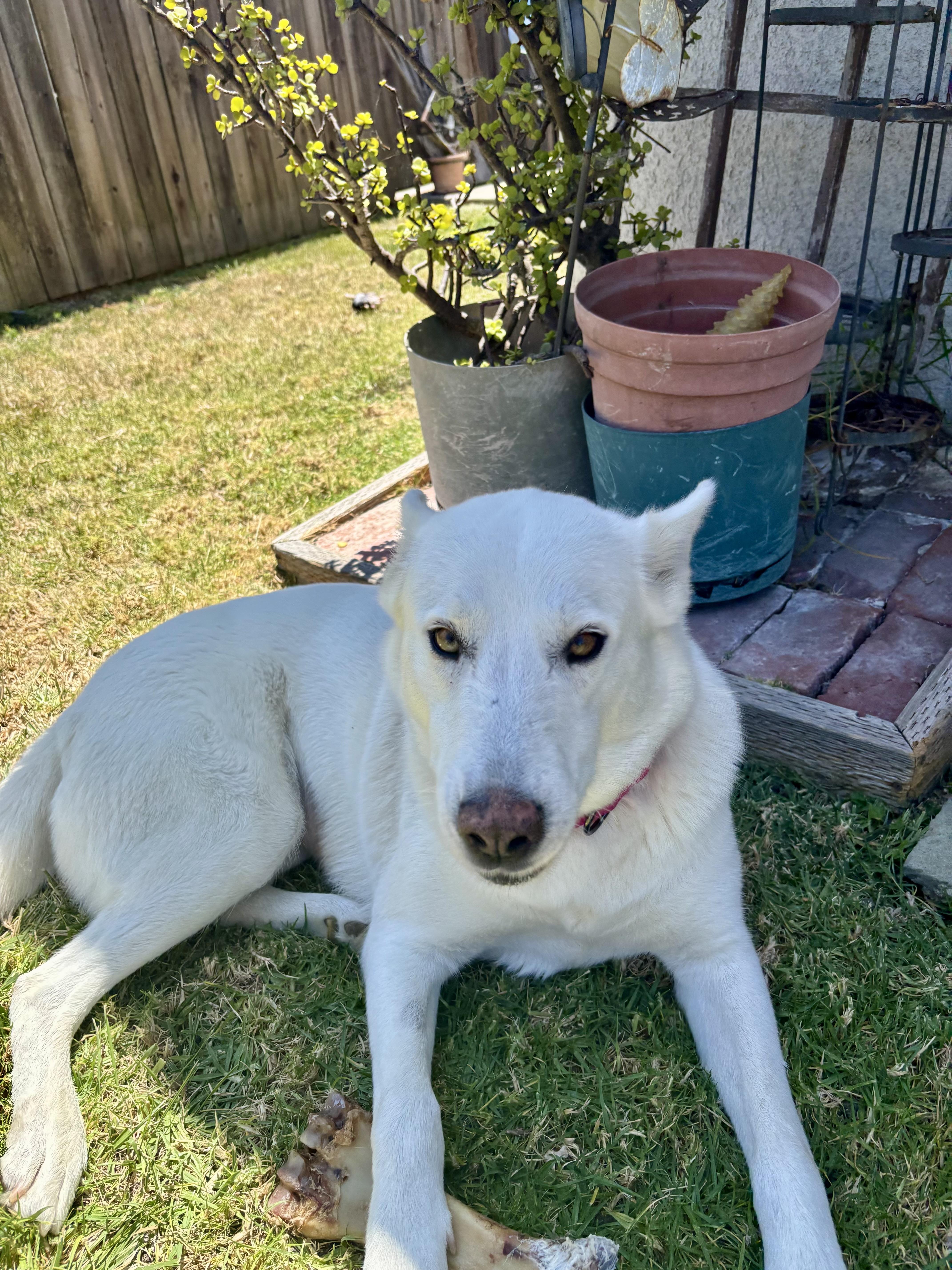 Jasmine, ADOPTABLE, Young Female German Shepherd Dog & Husky.
