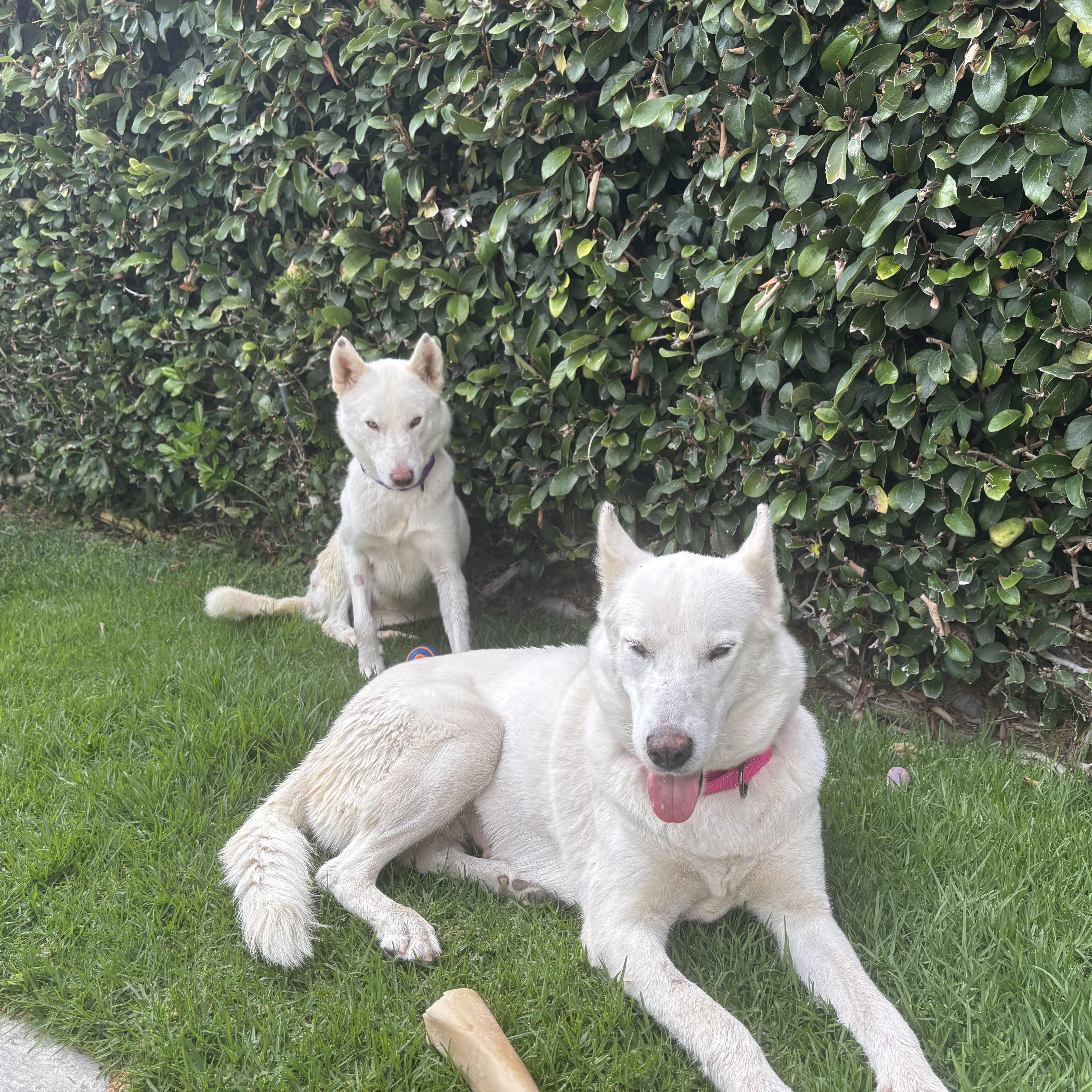 Enlarge Jasmine, a ADOPTABLE mixed breed in Torrance, CA image 3/6