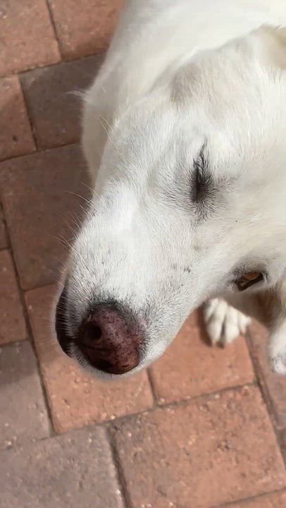 Enlarge Jasmine, a ADOPTABLE mixed breed in Torrance, CA video 6/6