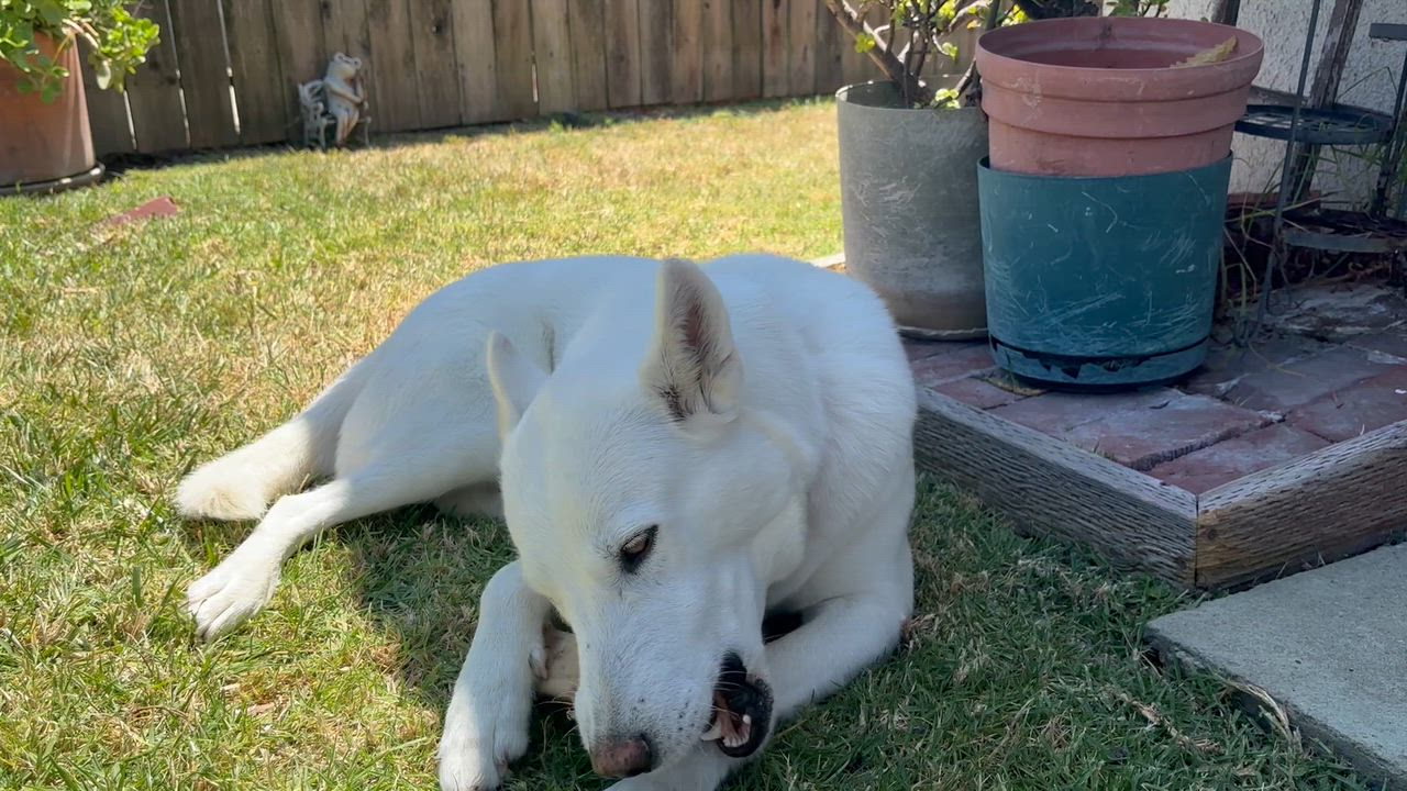 Enlarge Jasmine, a ADOPTABLE mixed breed in Torrance, CA video 3/4