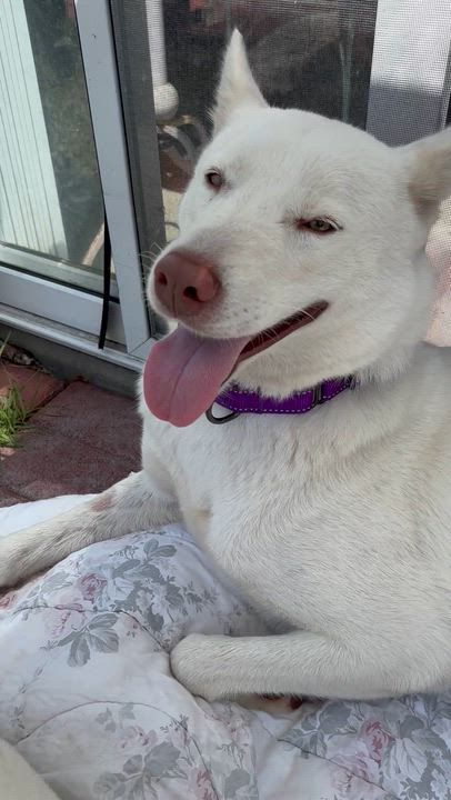 Enlarge Jasmine, a ADOPTABLE mixed breed in Torrance, CA video 2/6