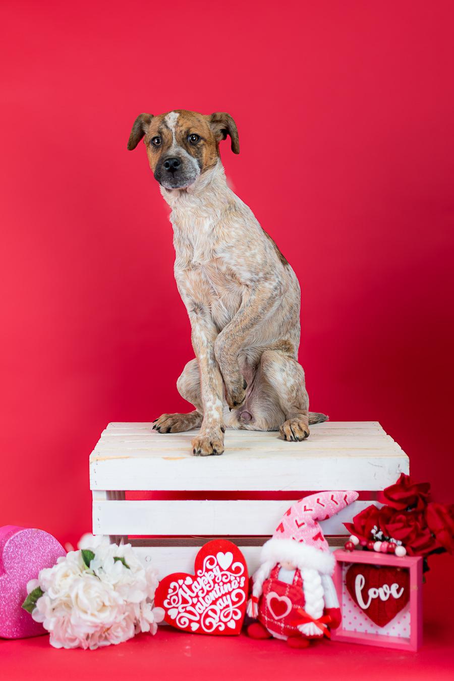 71-26, ADOPTABLE, Young Female Australian Cattle Dog / Blue Heeler.