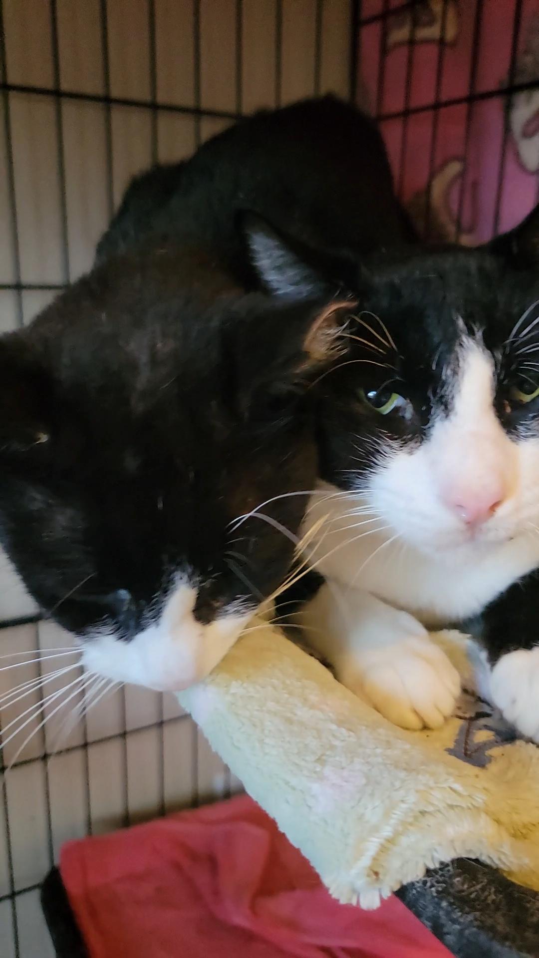 Oreo, a Adoptable Tuxedo in Palm Bay, FL image 2/3
