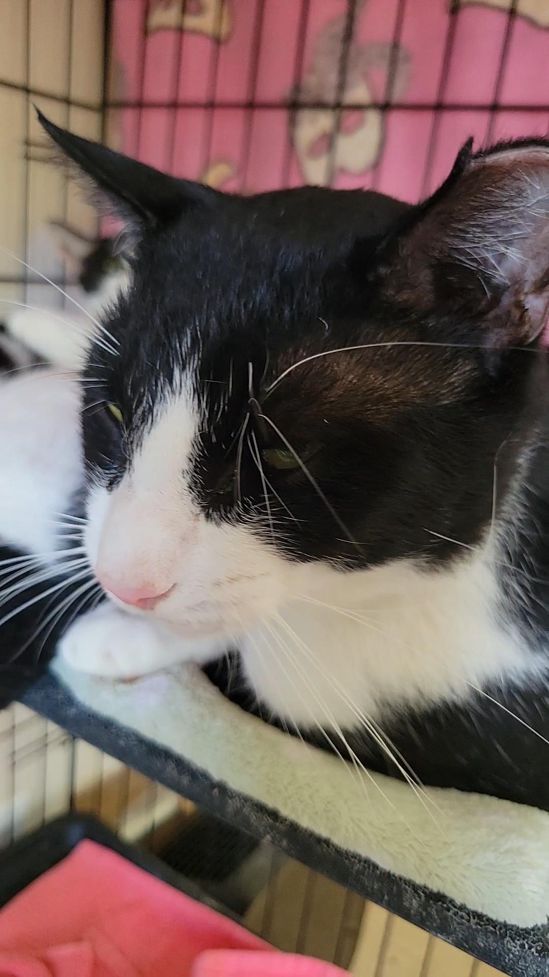 Oreo, a Adoptable Tuxedo in Palm Bay, FL image 1/3